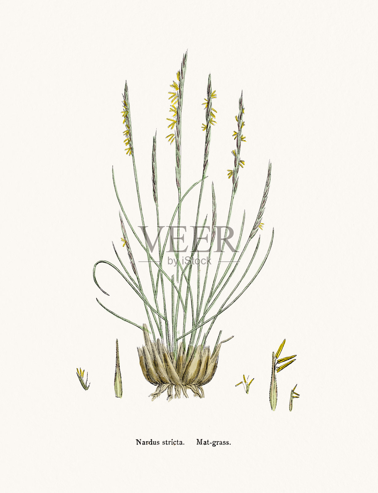 茅草用于对抗发烧和补药插画图片素材