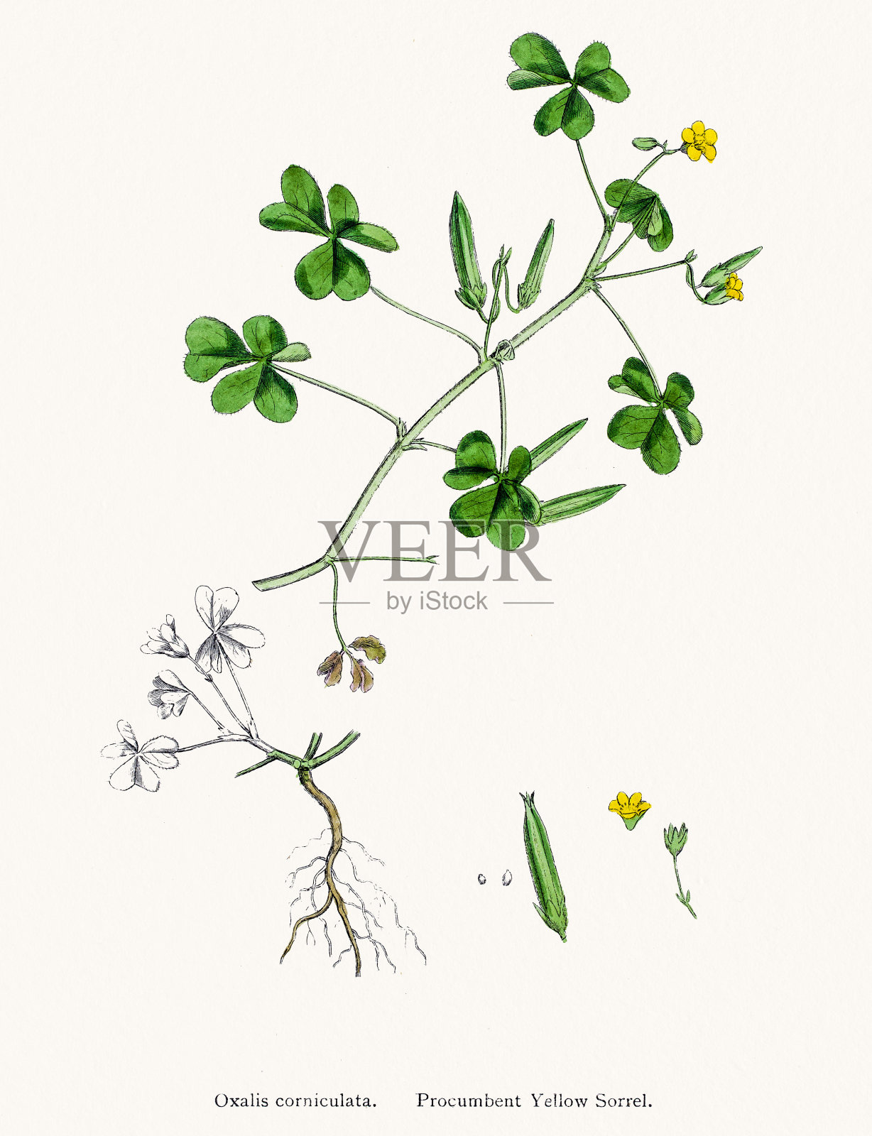 黄色的酢浆草属植物设计元素图片
