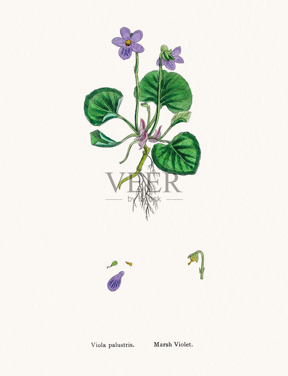 高山紫设计元素图片