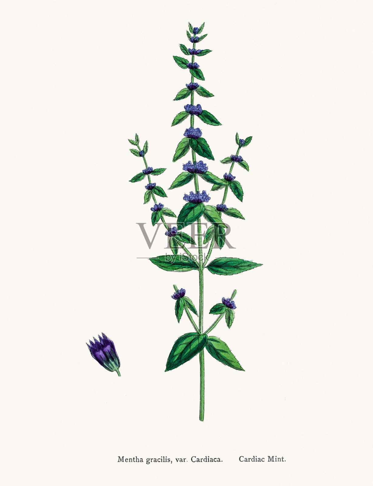 薄荷厂设计元素图片