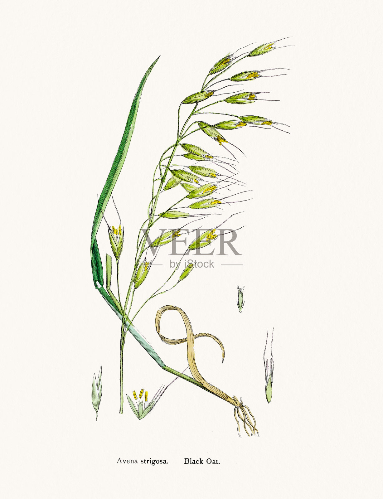 野生燕麦草插画图片素材