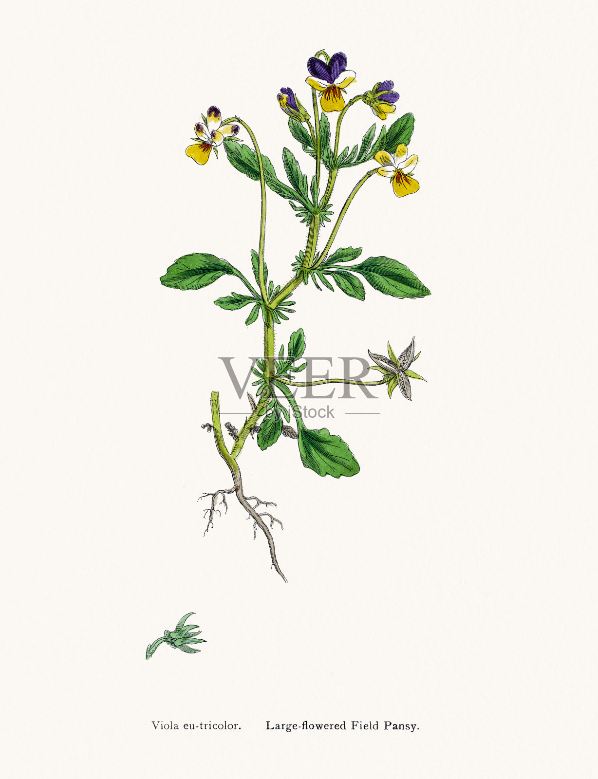 场干嘛植物设计元素图片