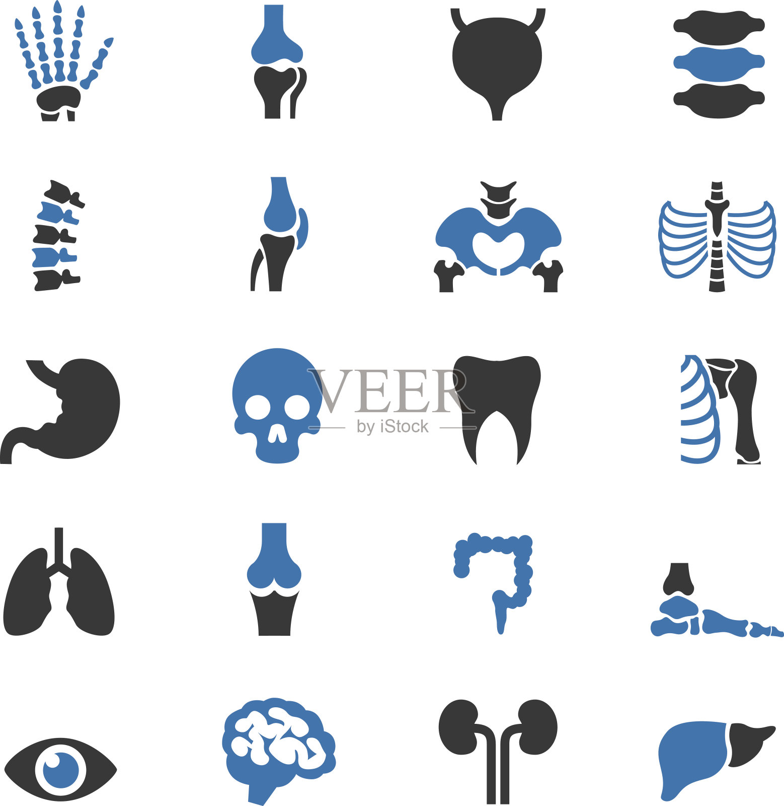 人体解剖图标组插画图片素材