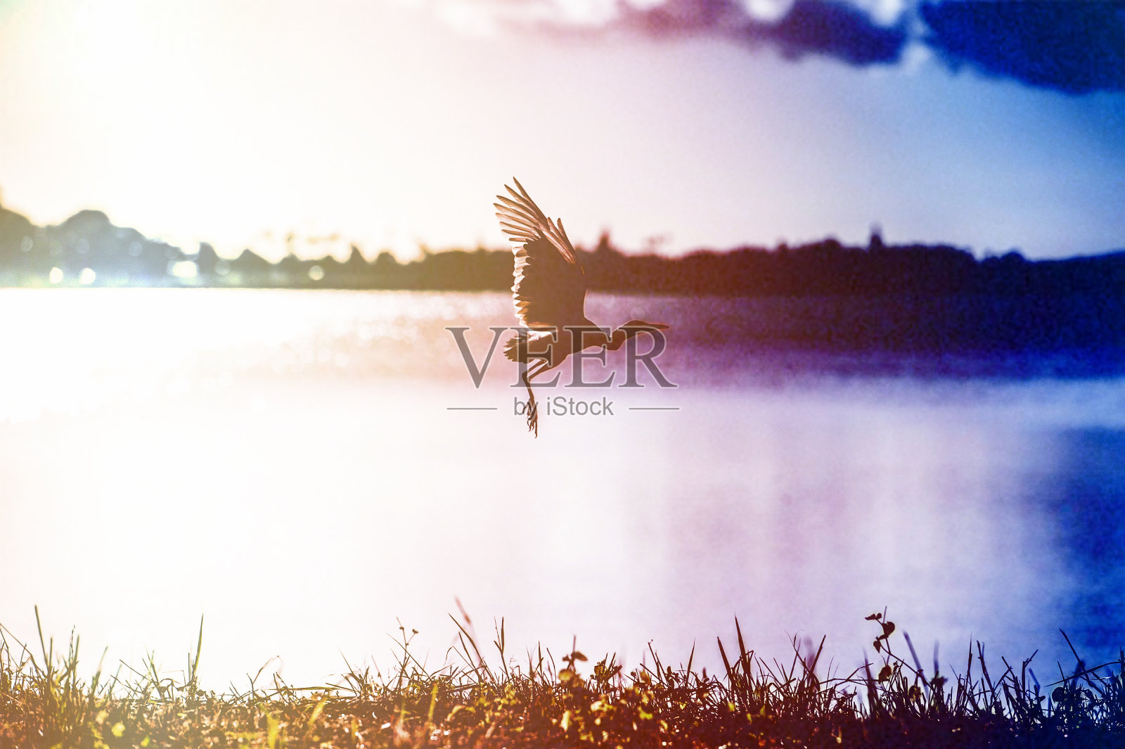 鸟在湖边照片摄影图片