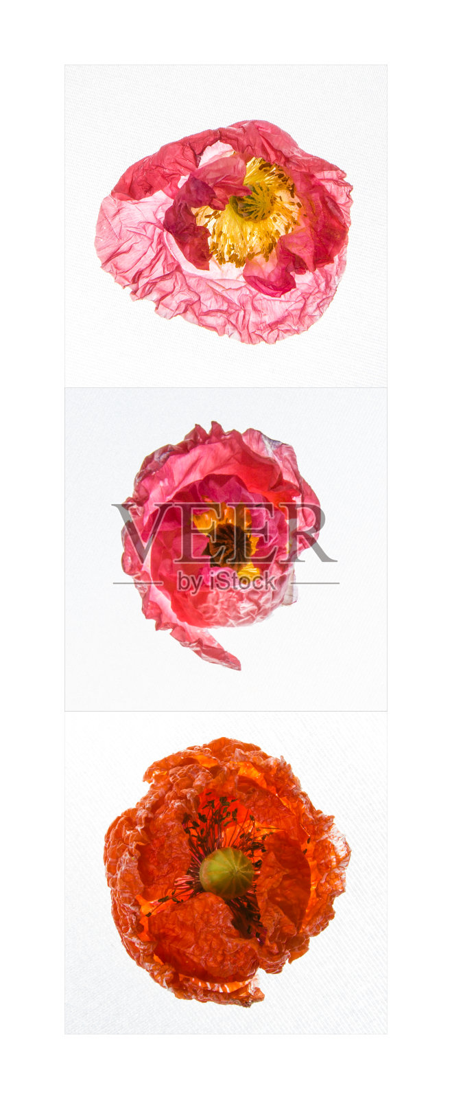 花照片摄影图片