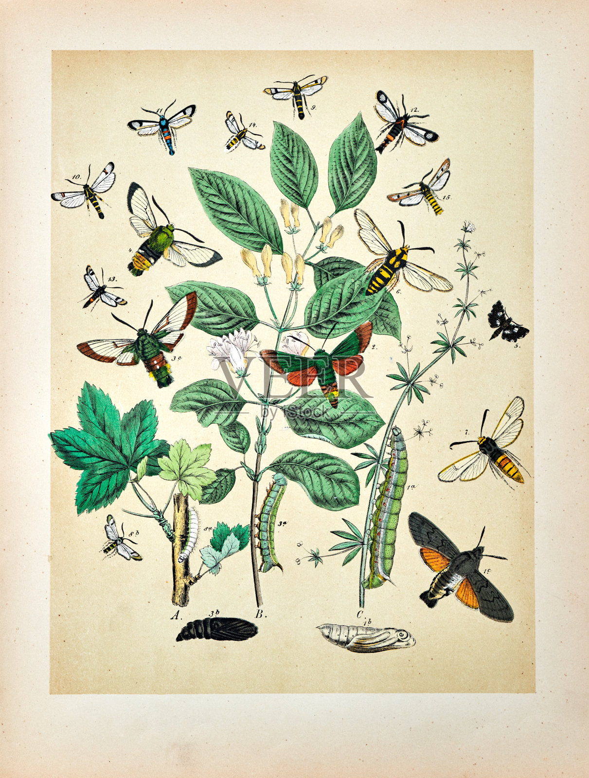 蝴蝶、飞蛾、昆虫和植物-插图1889插画图片素材