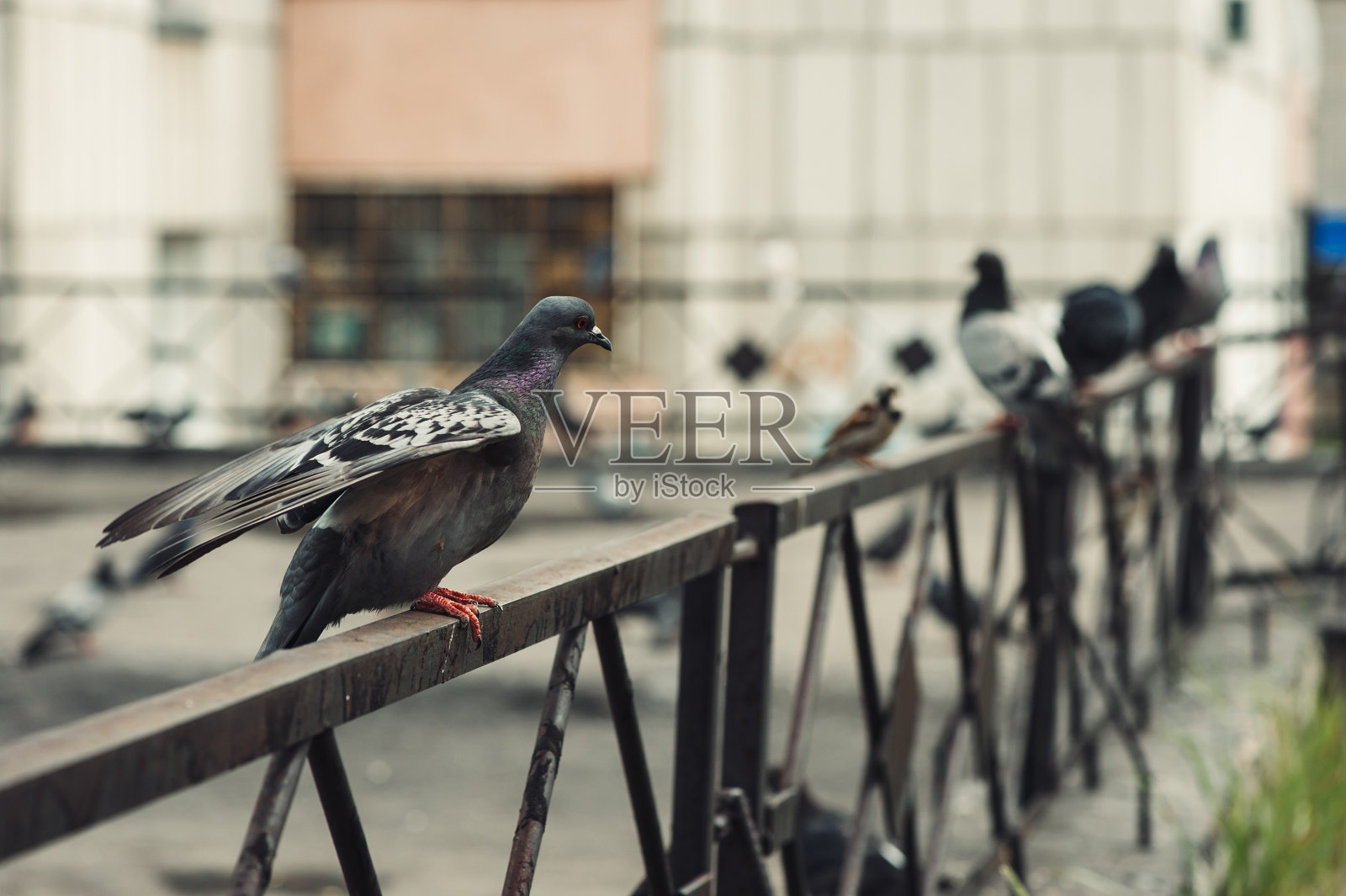 鸽子坐在城市的围栏上。照片摄影图片
