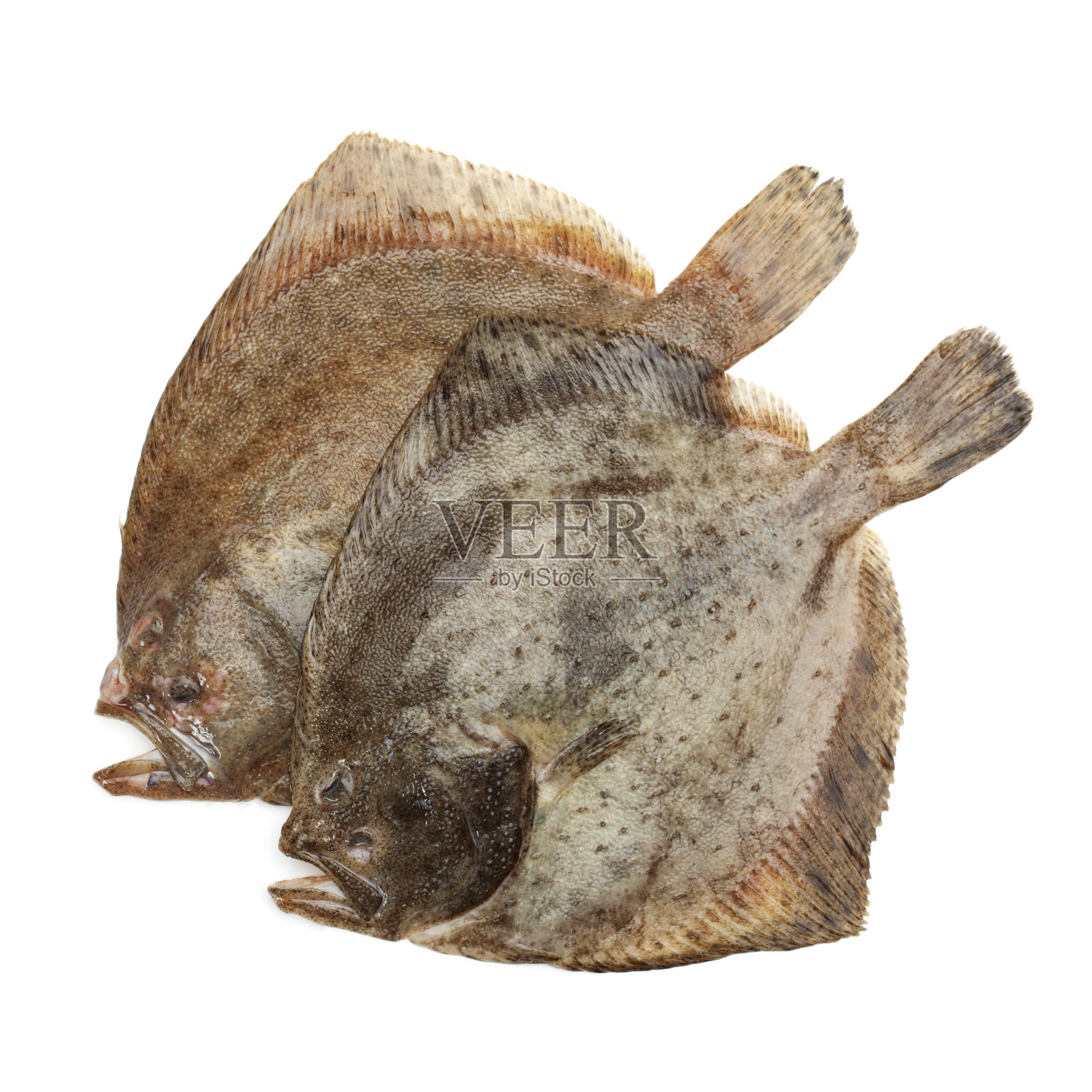 比目鱼,比目鱼,一种动物,动物,切下来照片摄影图片