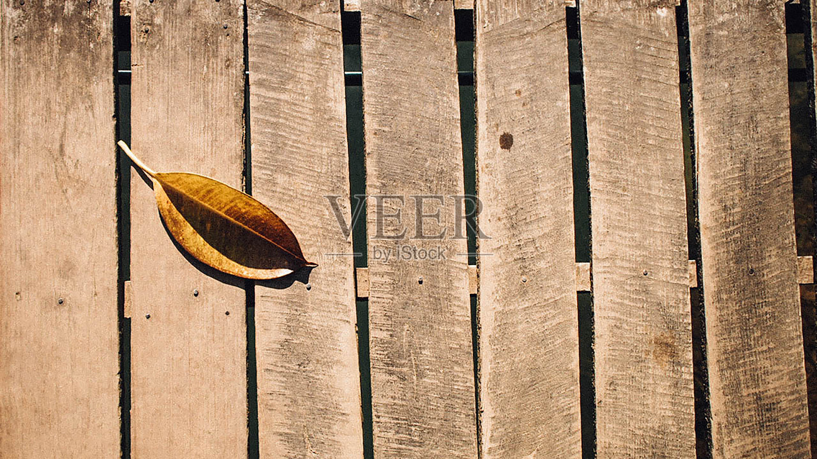 叶照片摄影图片