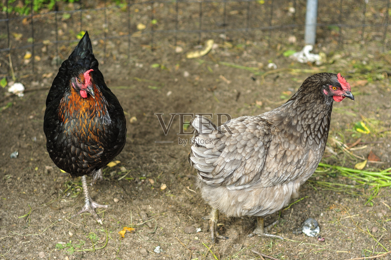 走秀上的母鸡照片摄影图片