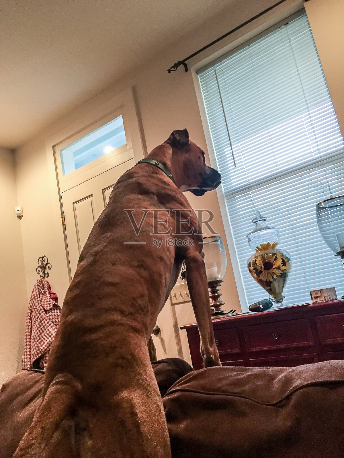 狗守卫着家,保护着家照片摄影图片