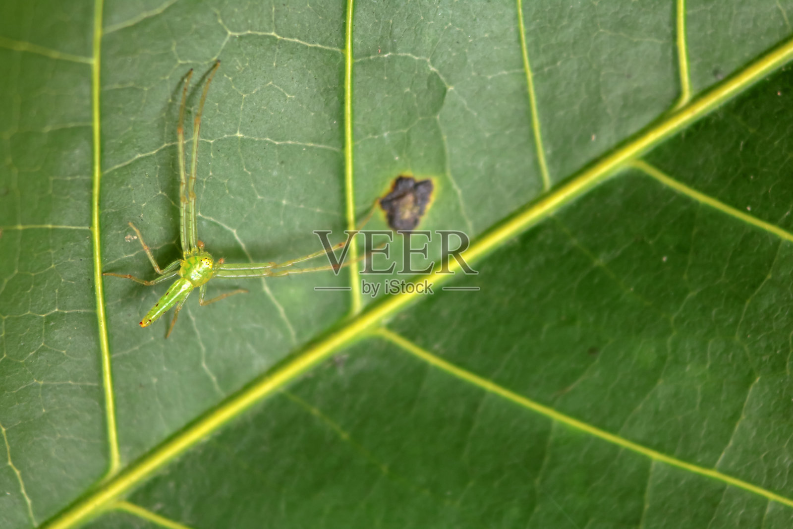 彩色蜘蛛小收藏照片摄影图片