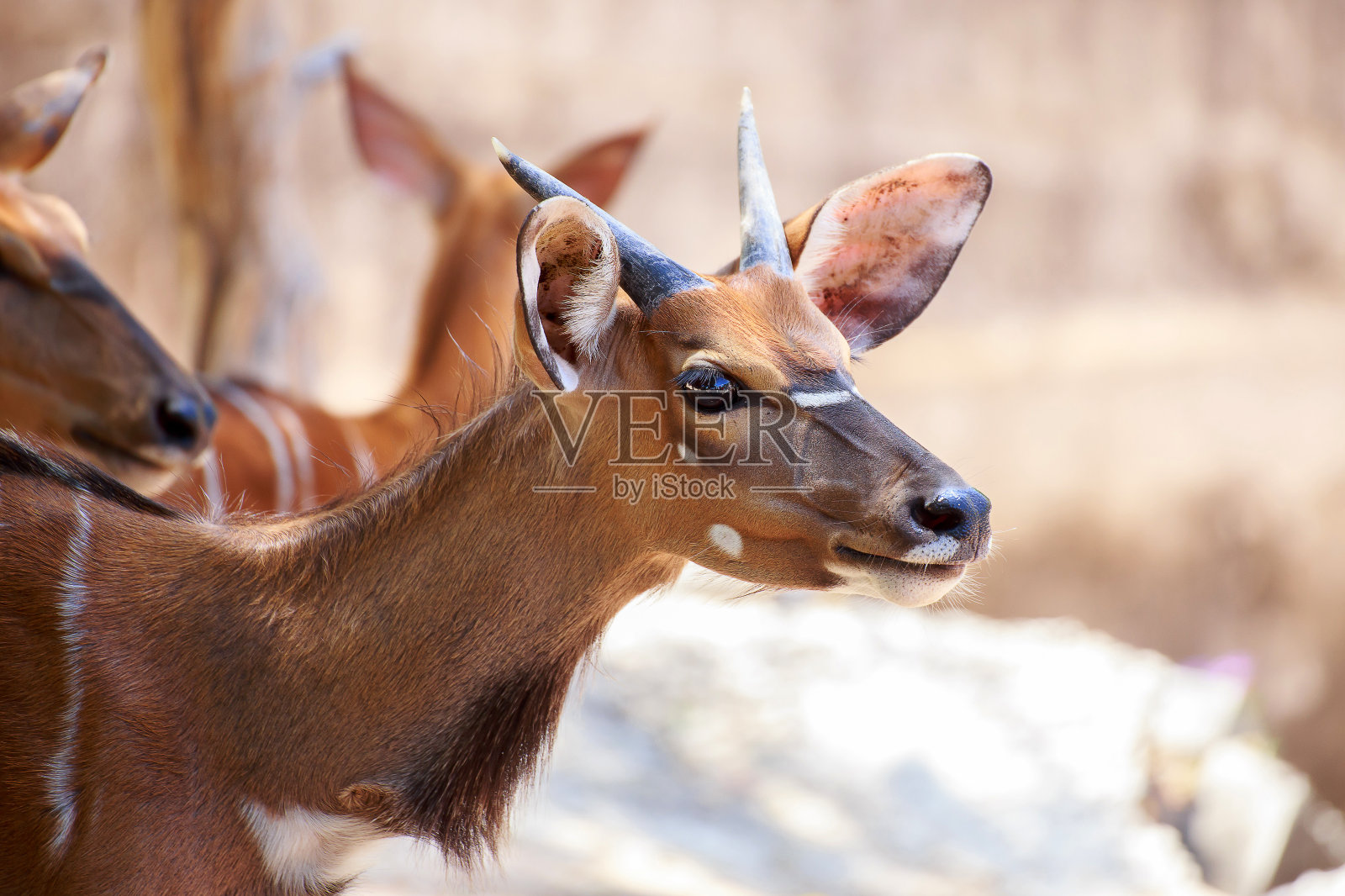 小鹿。照片摄影图片