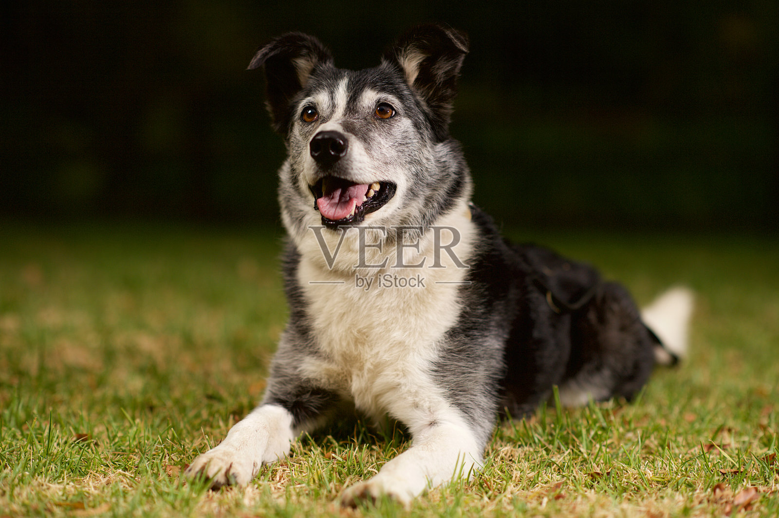 边境牧羊犬救援犬照片摄影图片