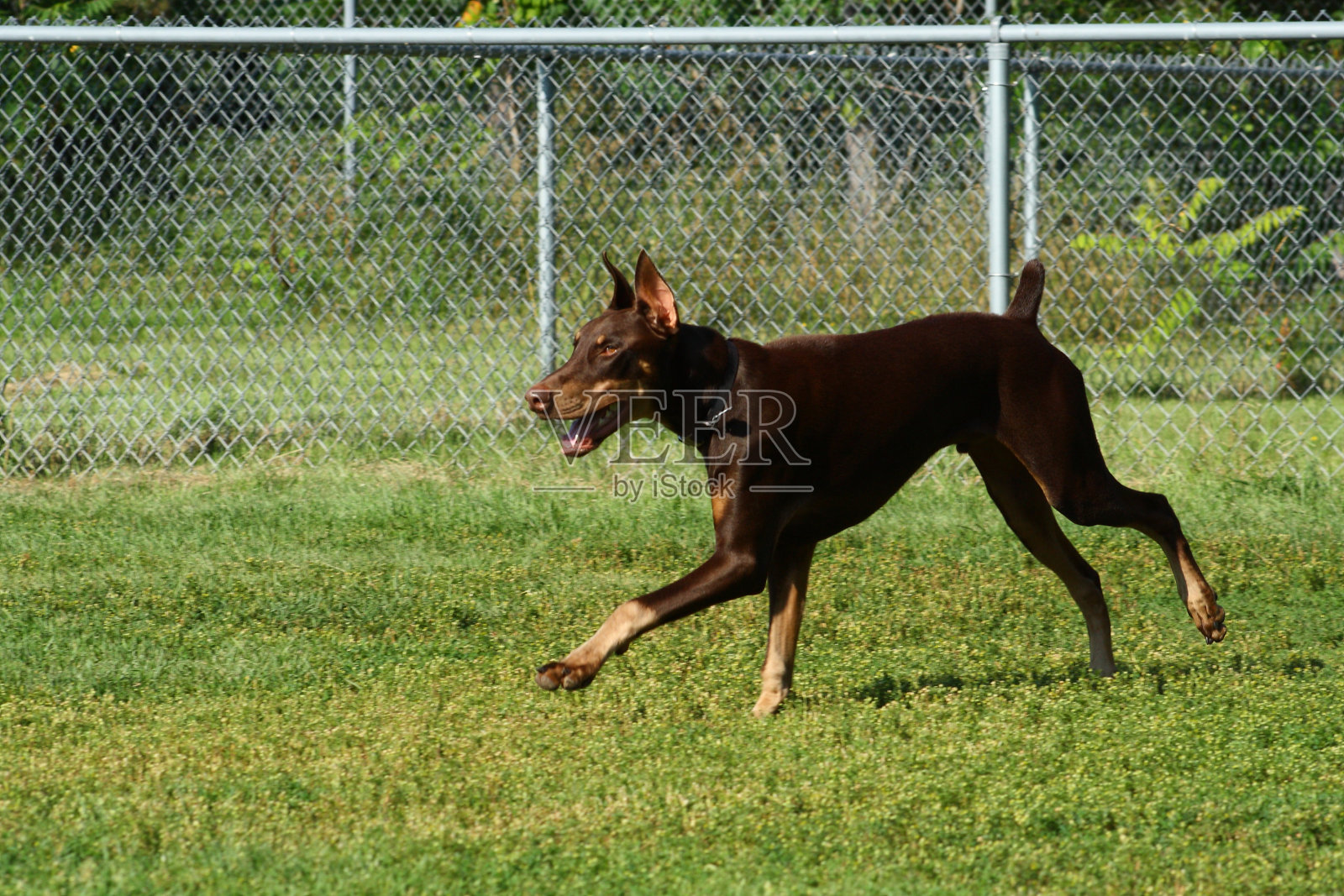 杜宾犬照片摄影图片