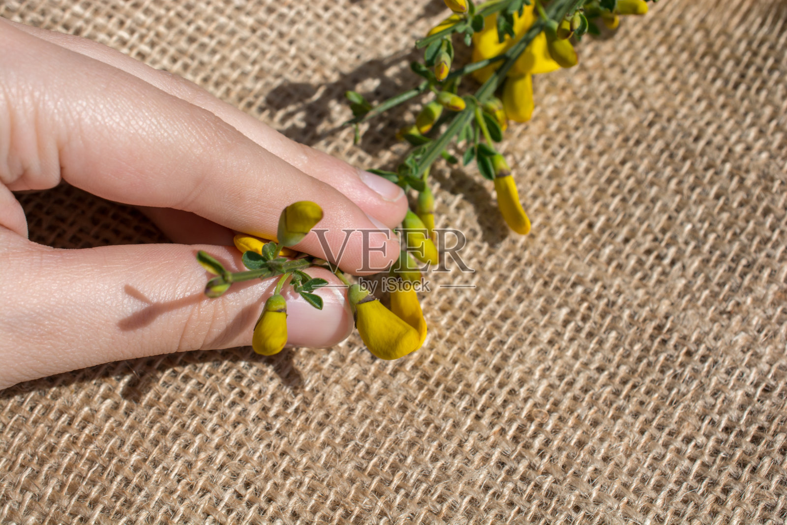 手里捧着五颜六色的野花照片摄影图片