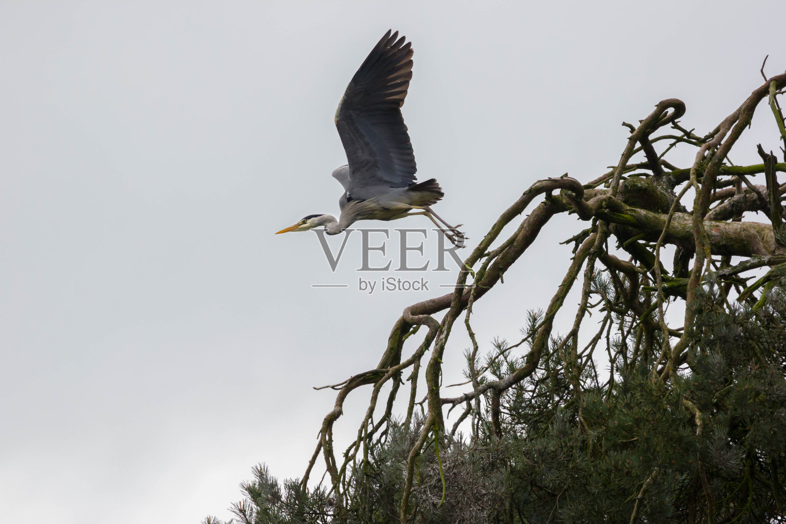 鹭照片摄影图片