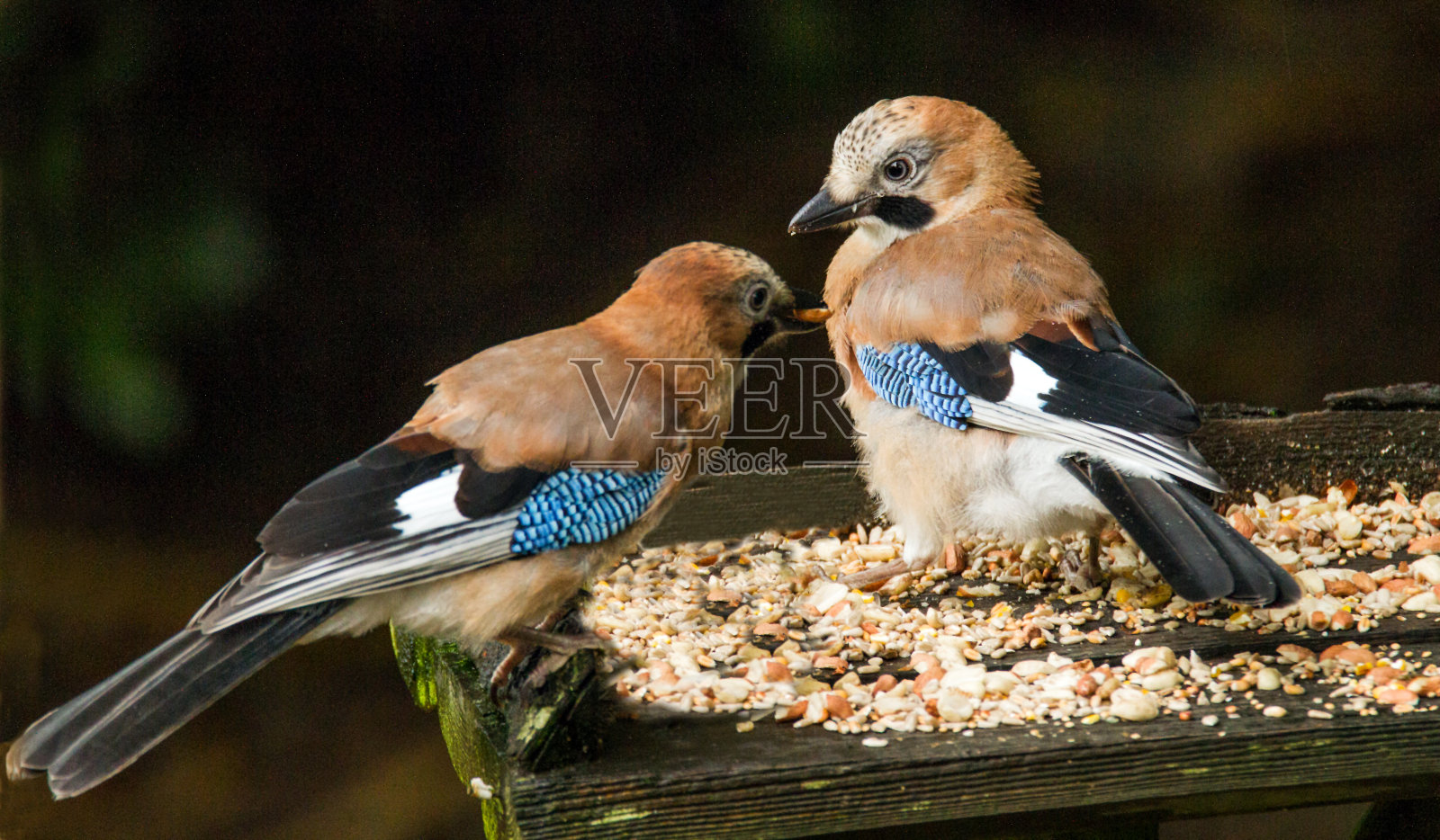 鸟类的。照片摄影图片
