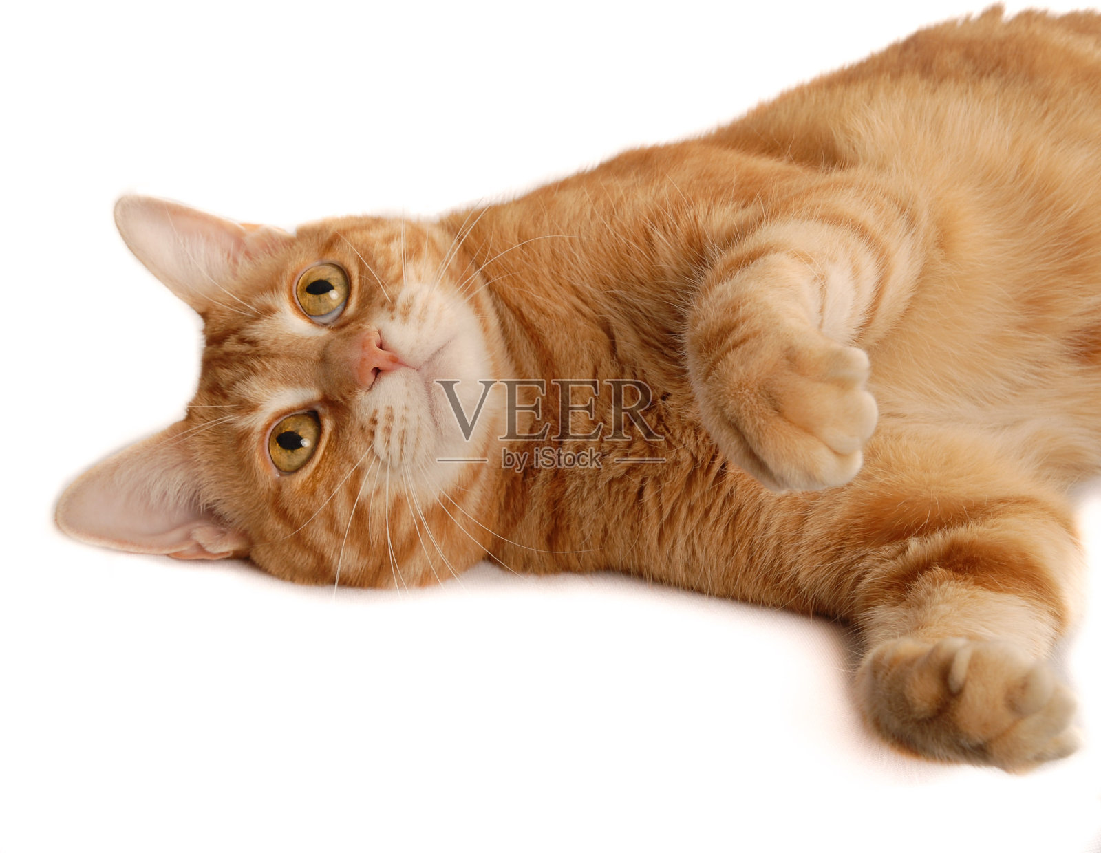 猫玩侧和前视图照片摄影图片