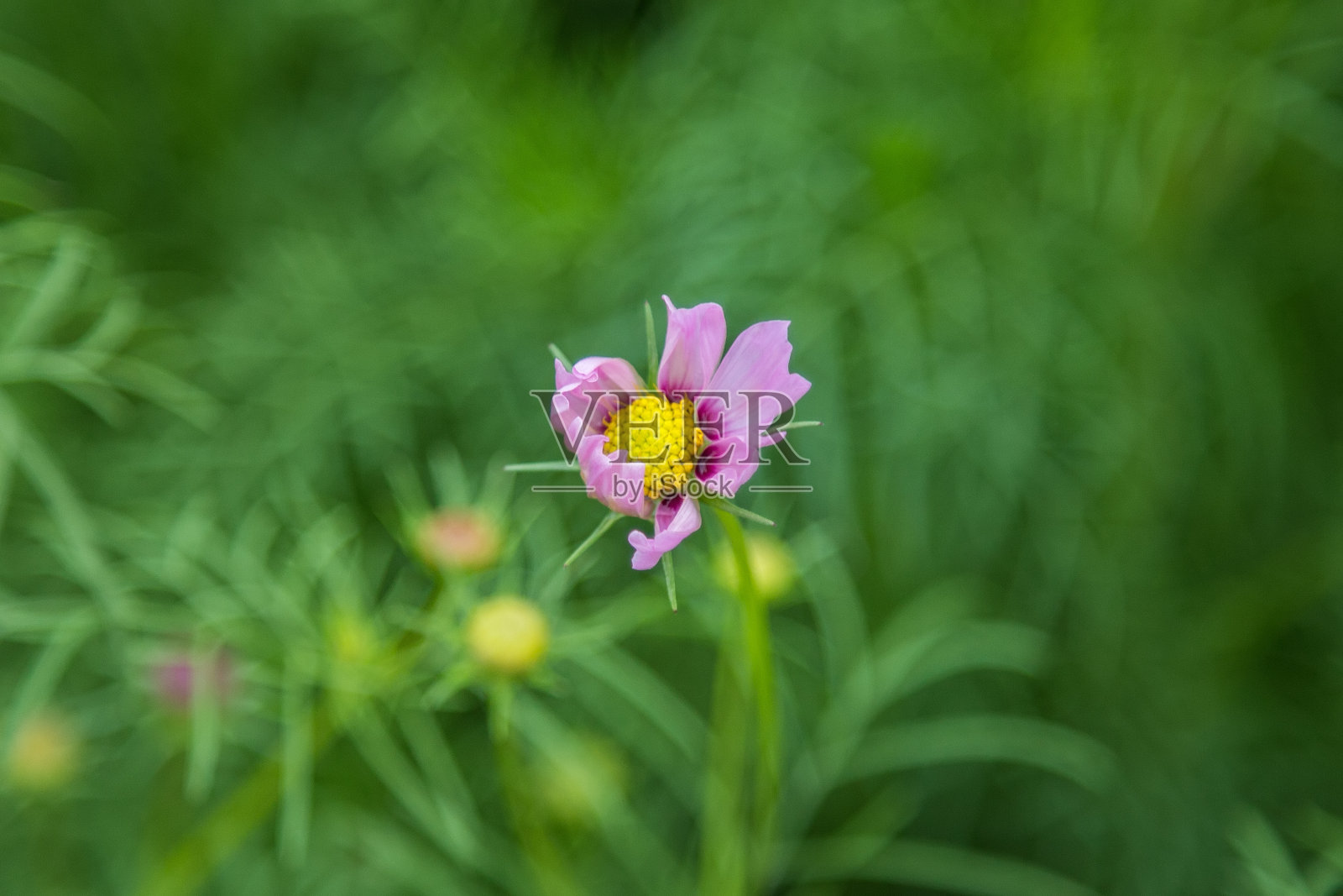 花园中的宇宙花(Cosmos Bipinnatus)照片摄影图片