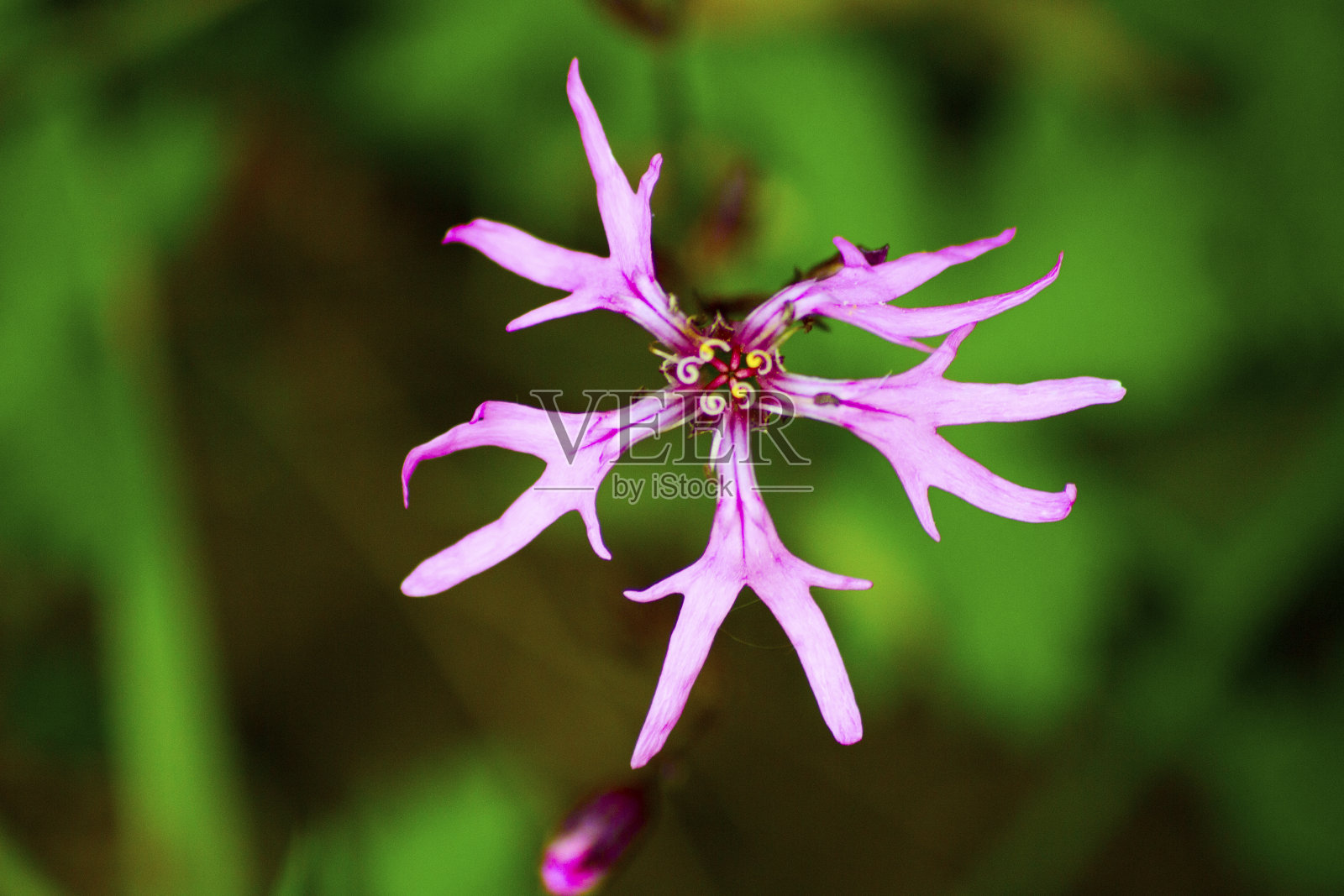 一朵紫色的照片摄影图片