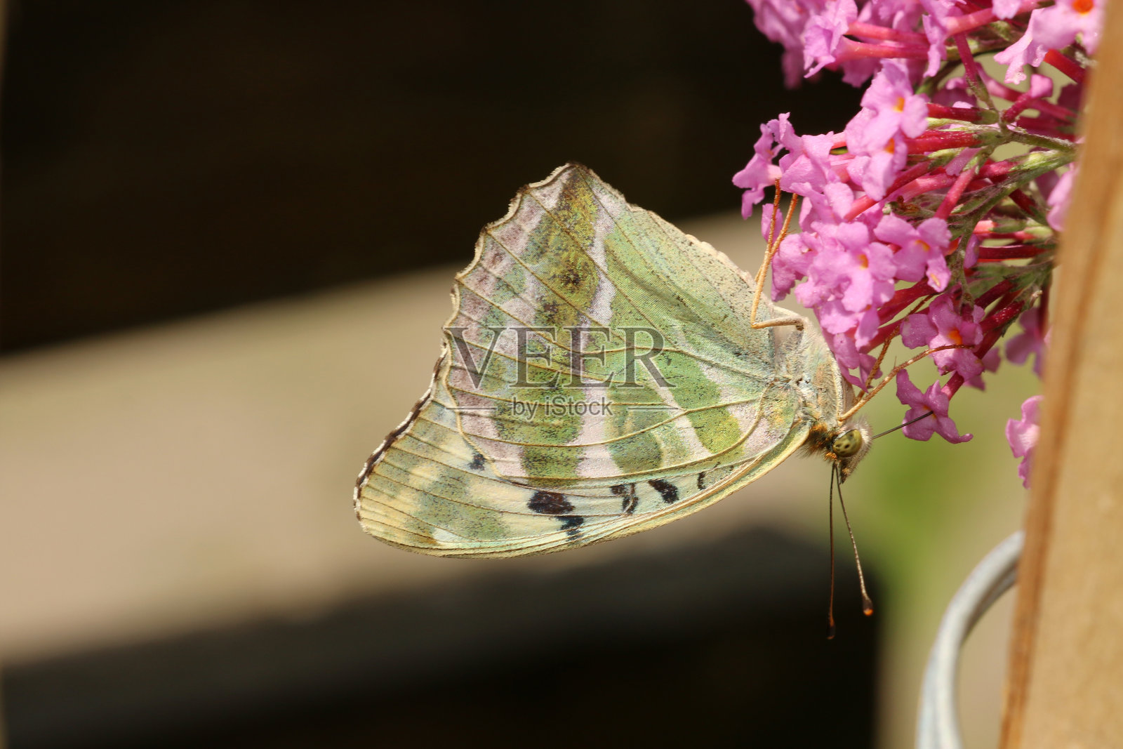 凯撒曼特尔照片摄影图片