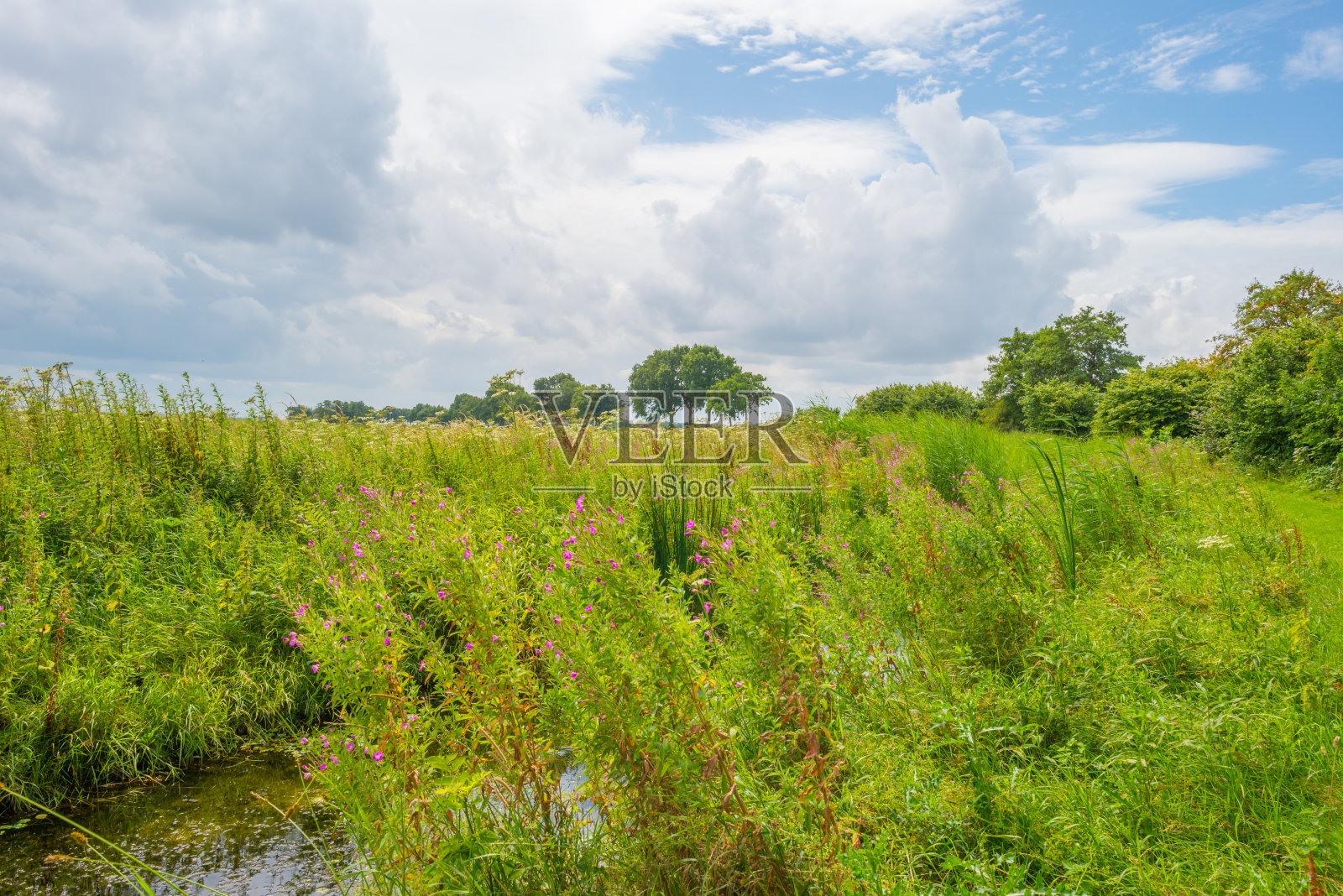 在夏季阳光照射下的填海造地上的田野照片摄影图片