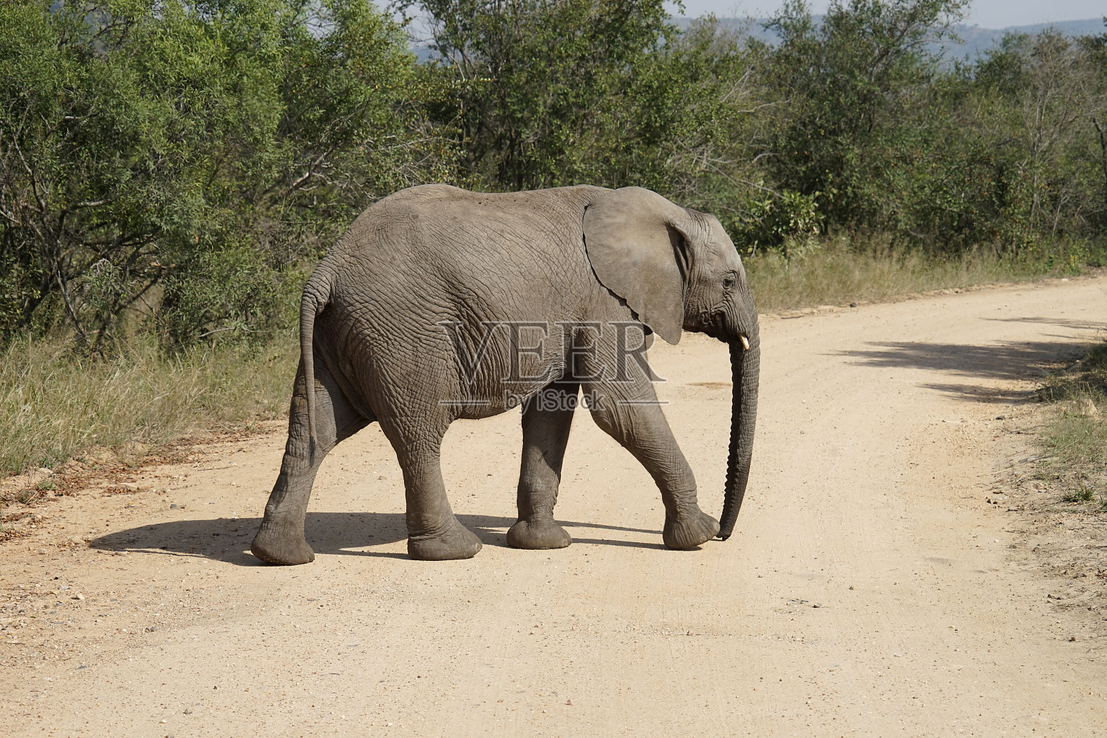 非洲大象克鲁格国家公园照片摄影图片