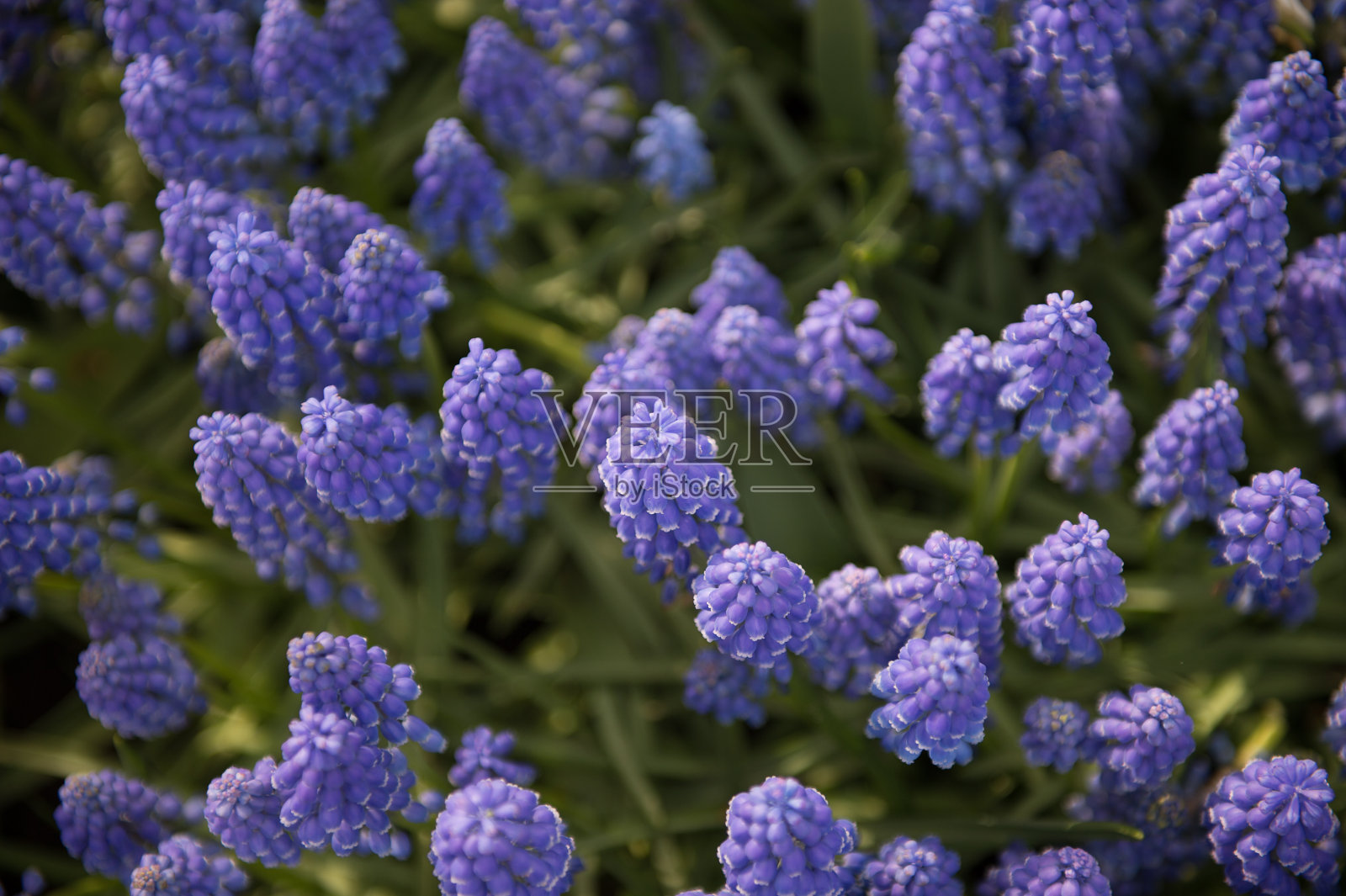 荷兰库肯霍夫公园的春花照片摄影图片