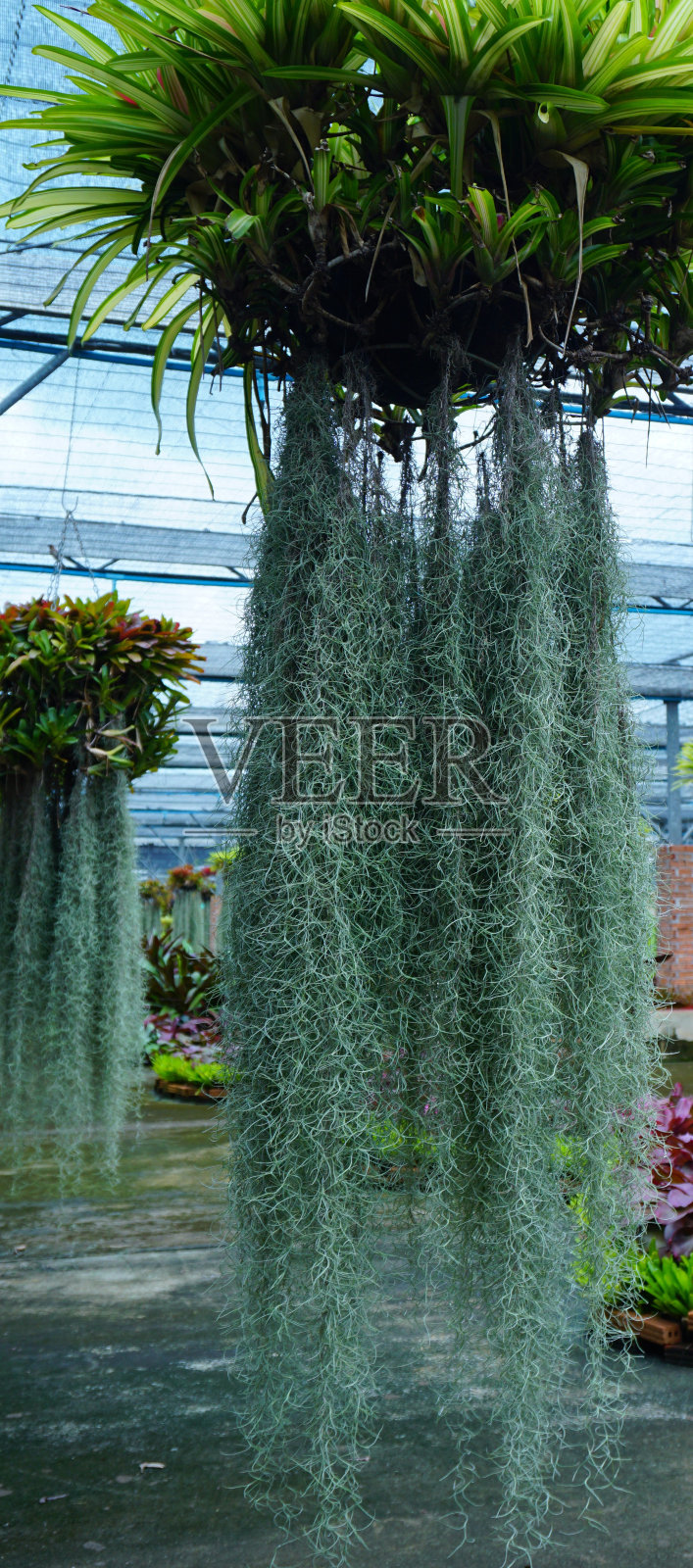 泰国Tillansia usenoides Hung垂直照片摄影图片