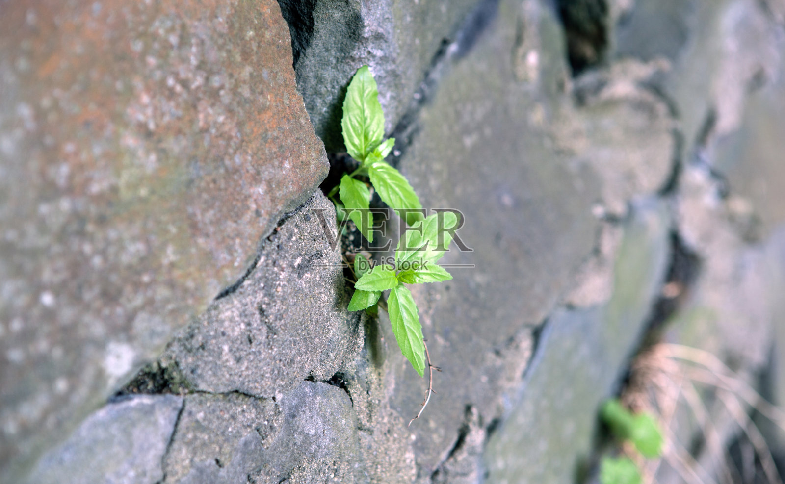 发芽,冲破石墙靠近照片摄影图片