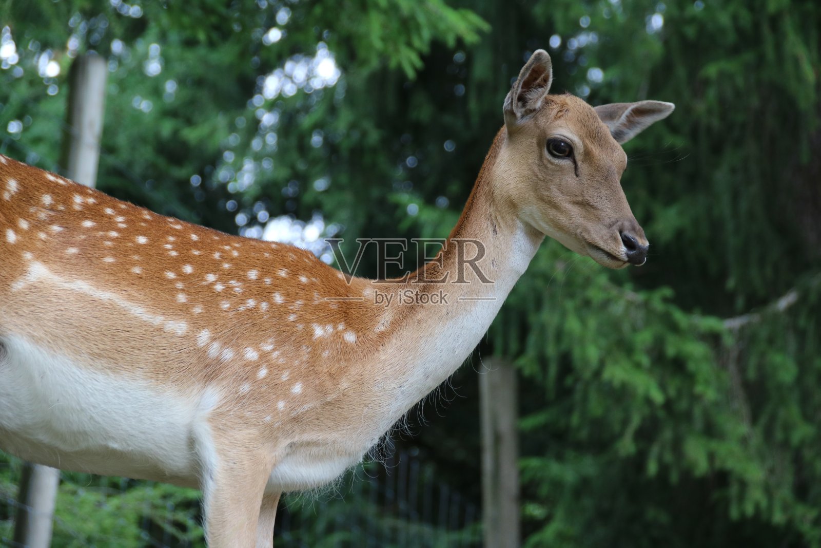 女假鹿(Dama Dama),博士照片摄影图片