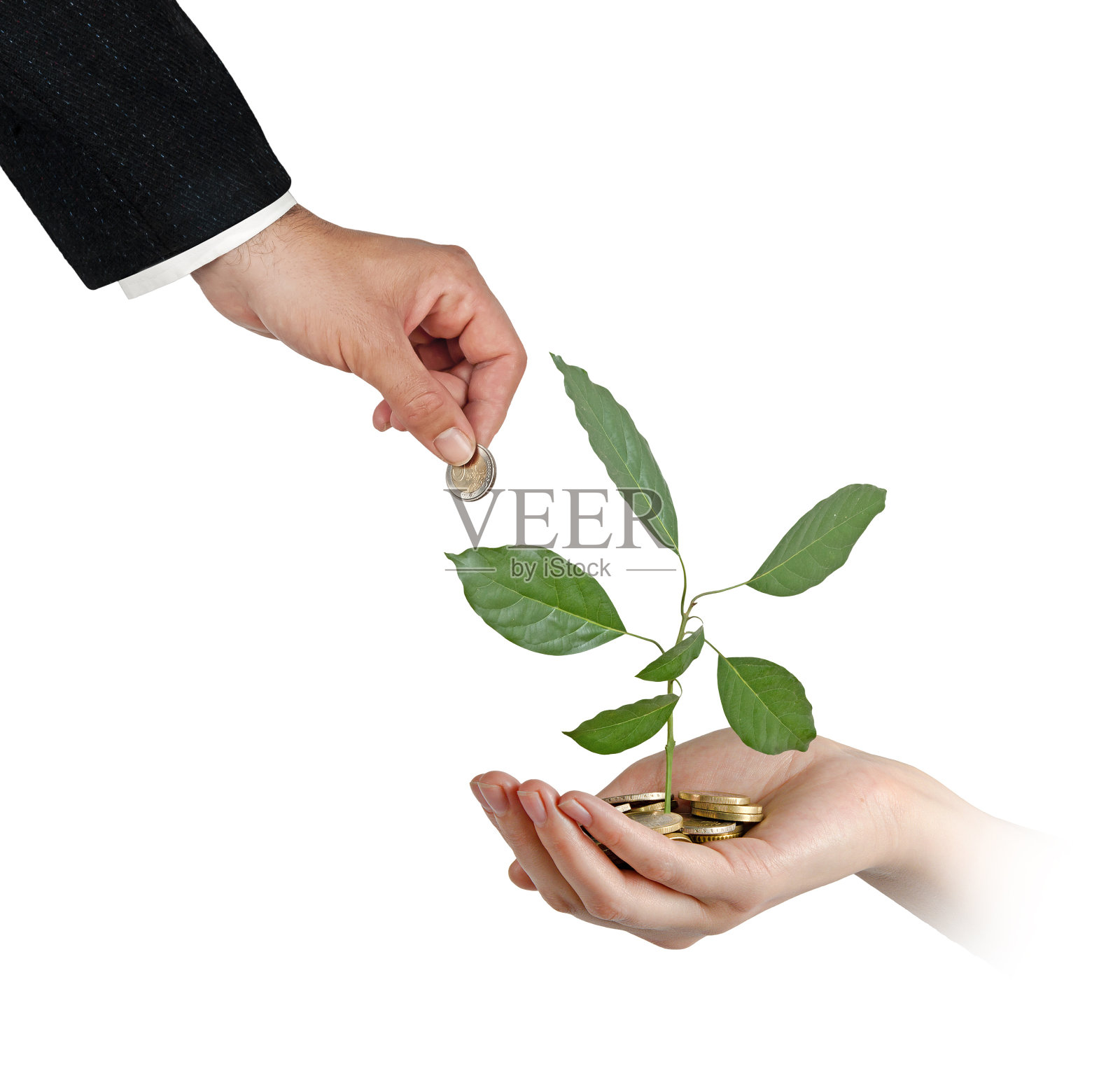 由硬币长成的牛油果照片摄影图片