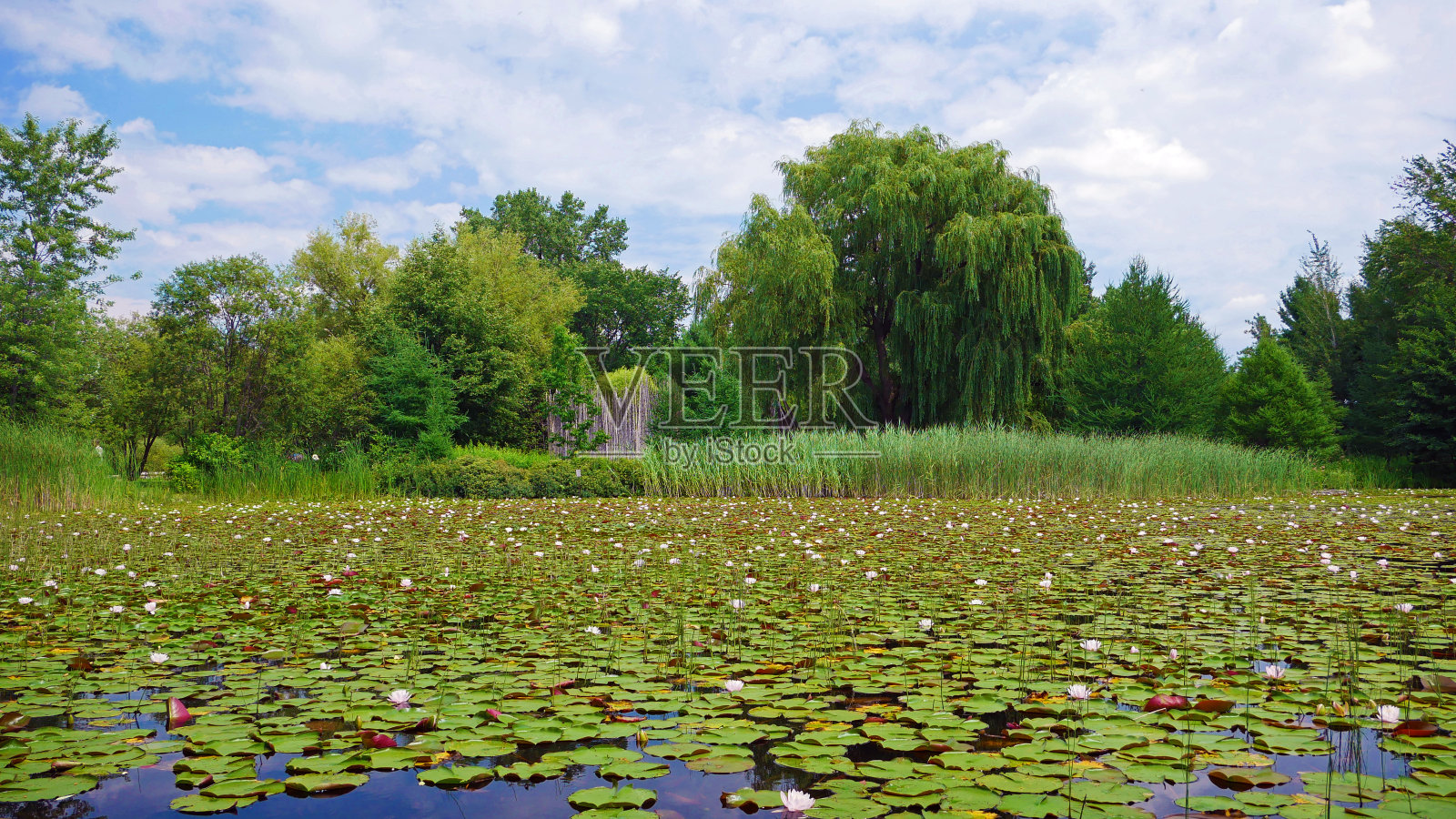 加拿大蒙特利尔湖里的睡莲照片摄影图片