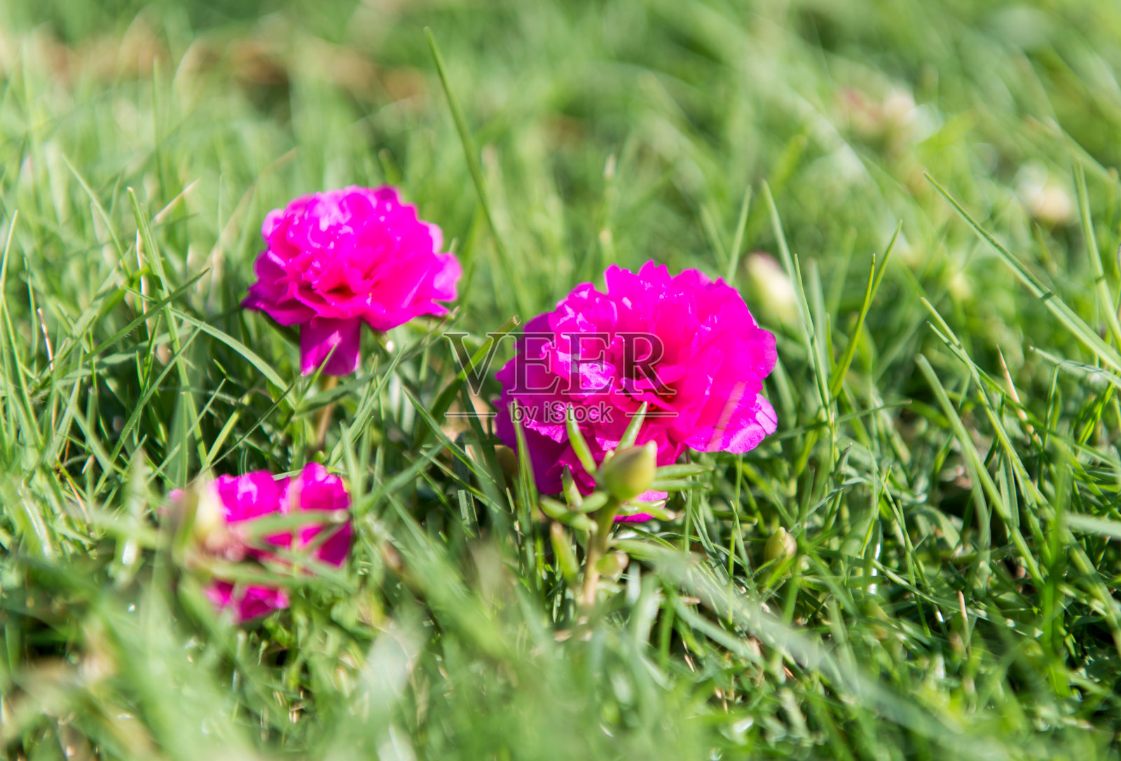 绿草里的小花照片摄影图片
