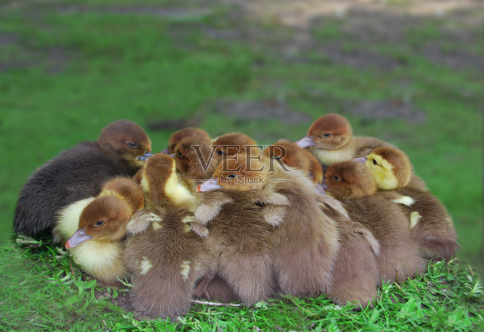 俄国人的小鸭照片摄影图片