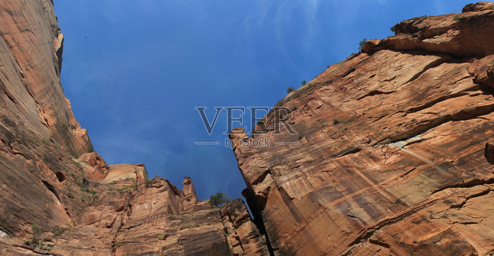悬崖边的鸟儿照片摄影图片
