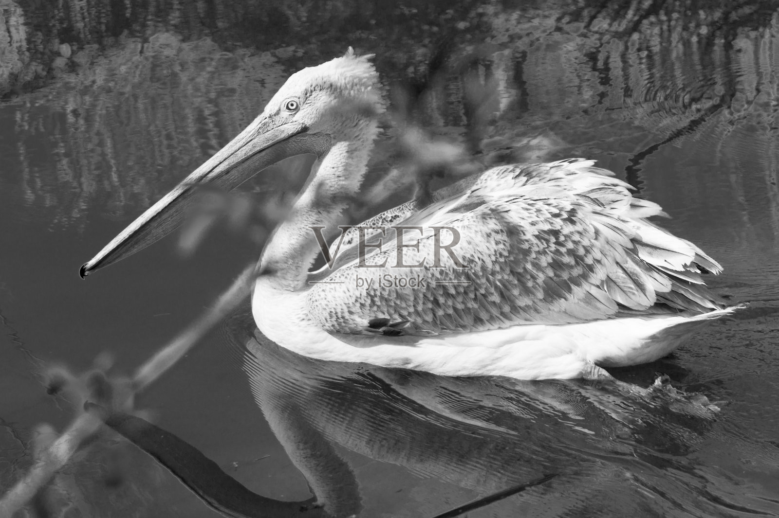 一张游泳鹈鹕的黑白照片照片摄影图片