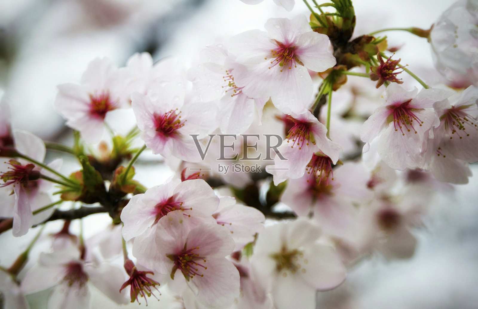 白色的花照片摄影图片