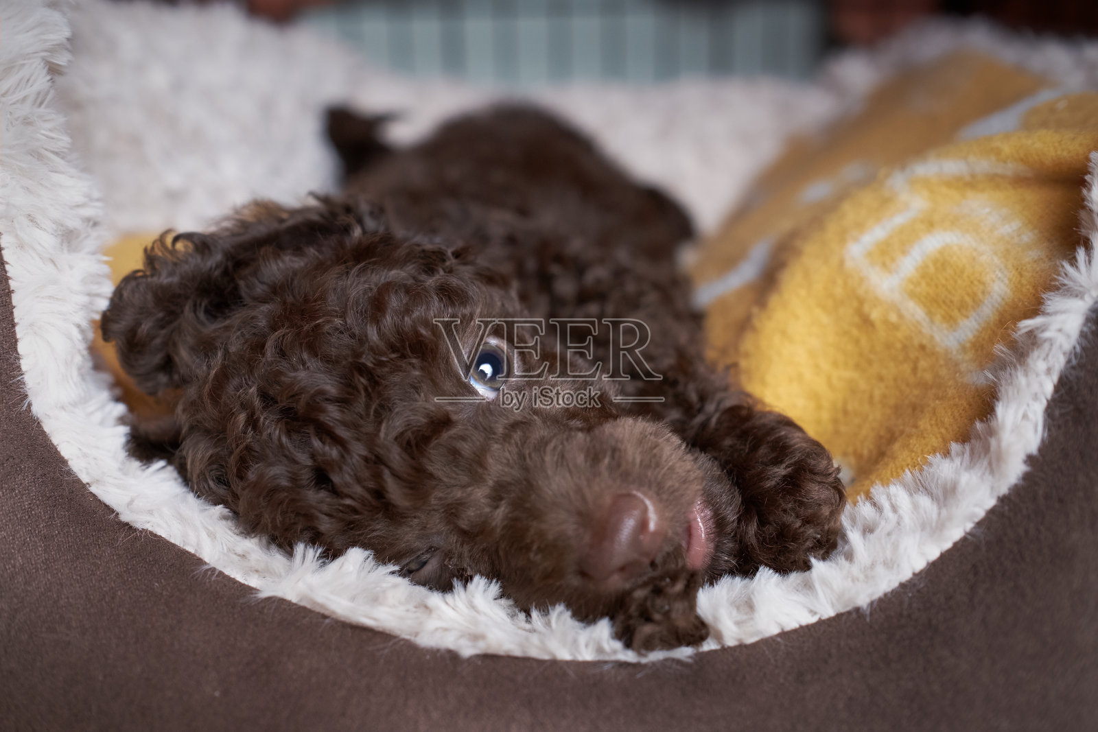迷你贵宾犬小狗照片摄影图片