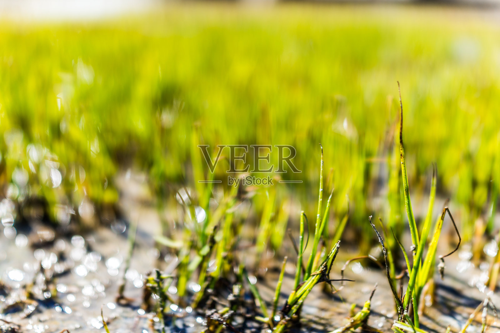 在加拿大魁北克圣劳伦斯河的绿色海滩草的微距特写,有沙子,浅水和水坑照片摄影图片
