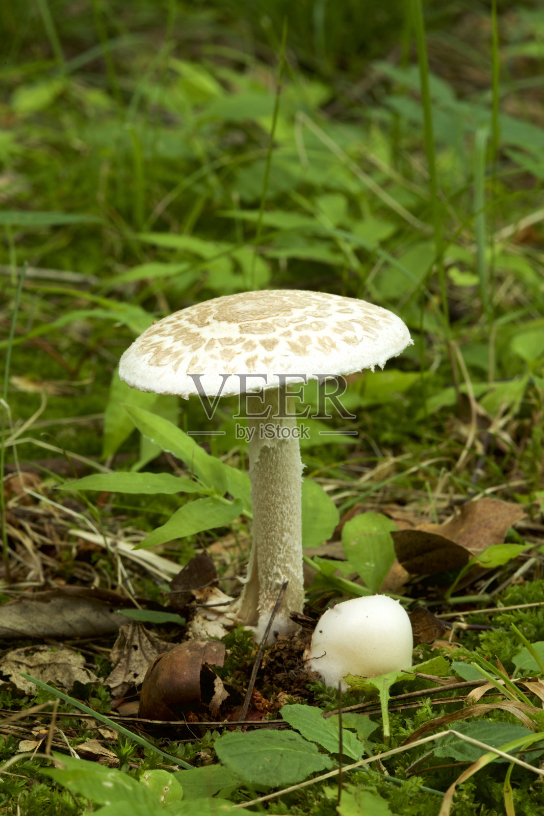夏季森林蘑菇白毒伞照片摄影图片