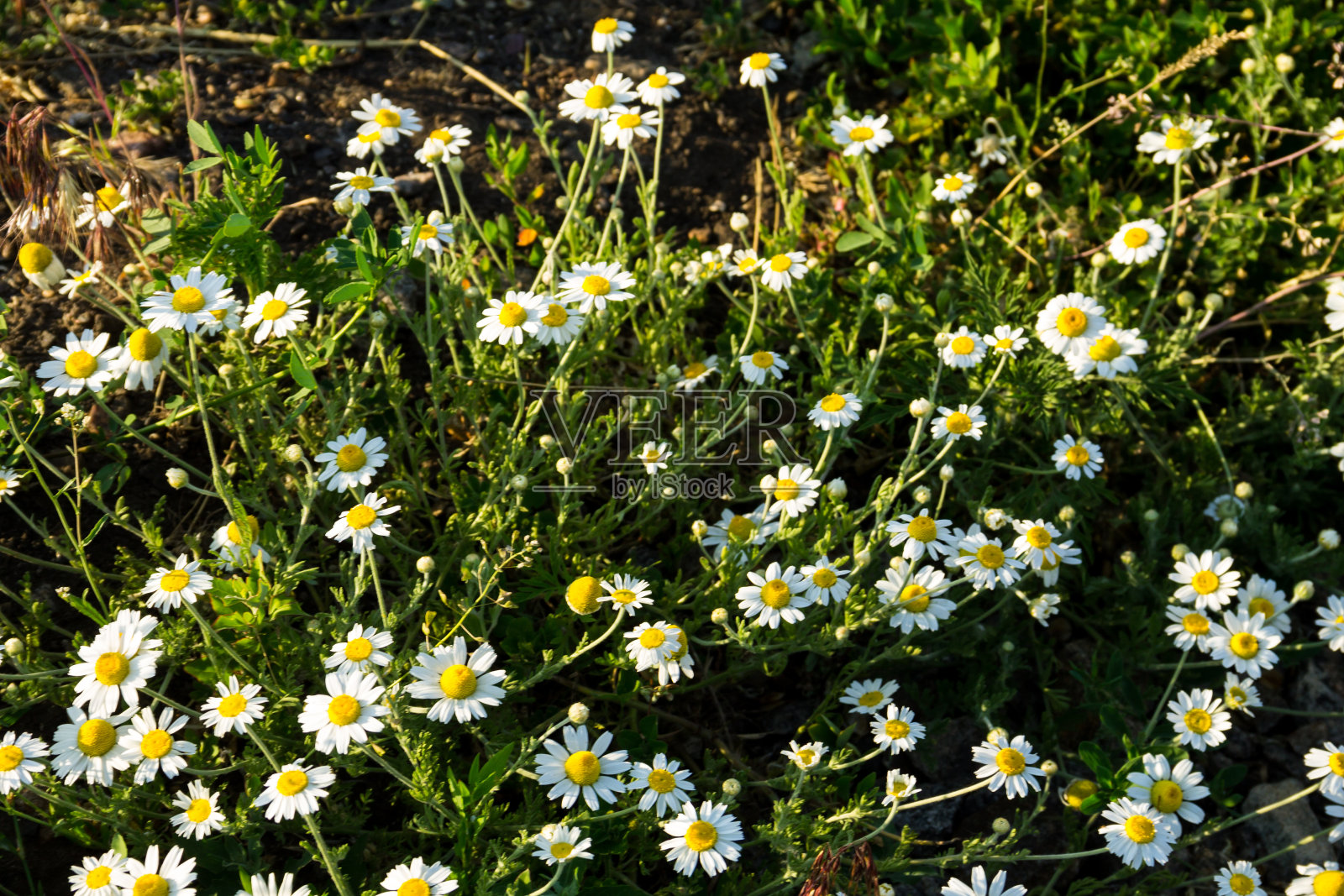 药用甘菊草甸(洋甘菊)照片摄影图片