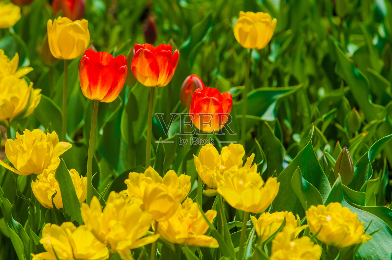 郁金香照片摄影图片