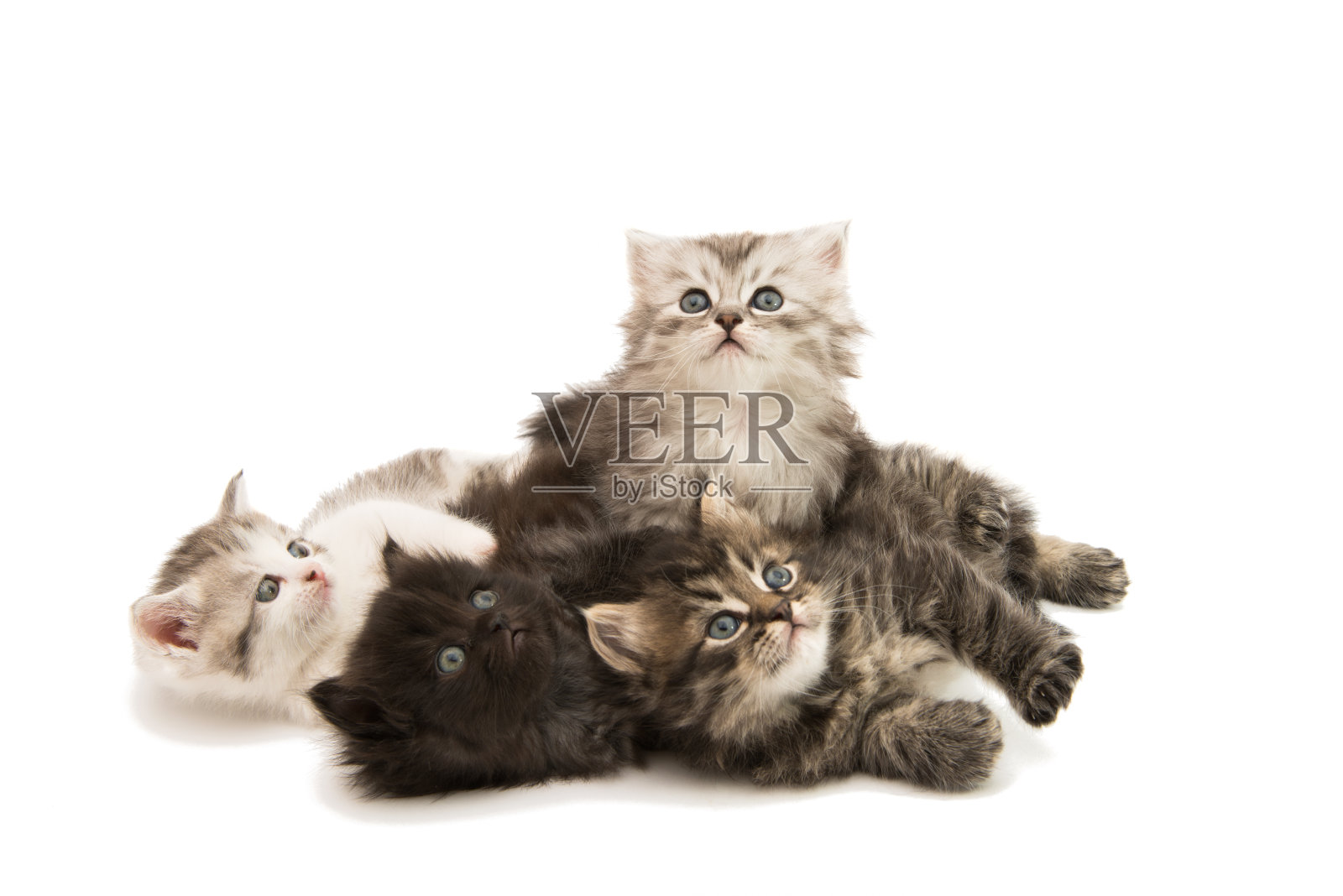 蓬松的灰色的小猫照片摄影图片