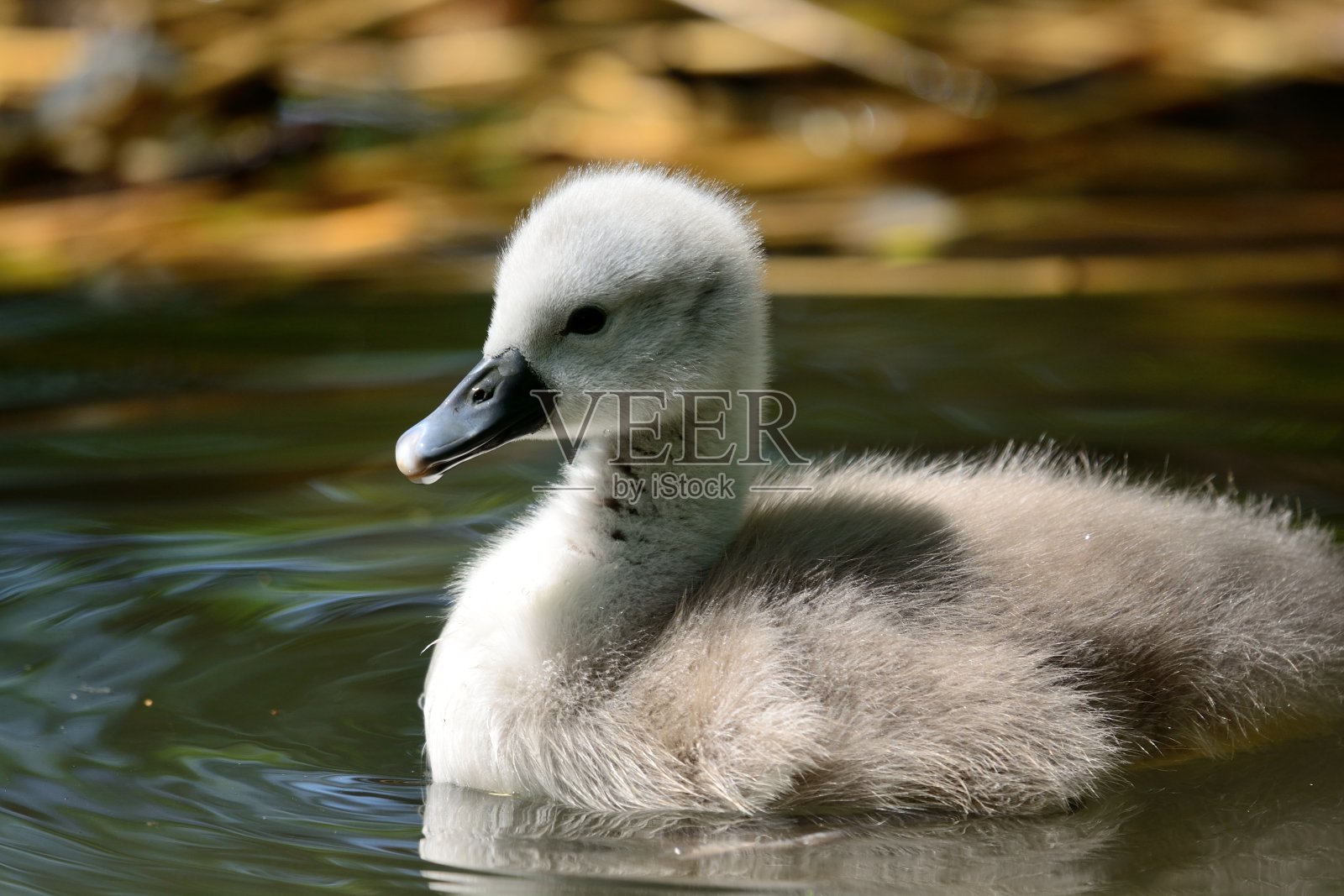 小天鹅在水里照片摄影图片