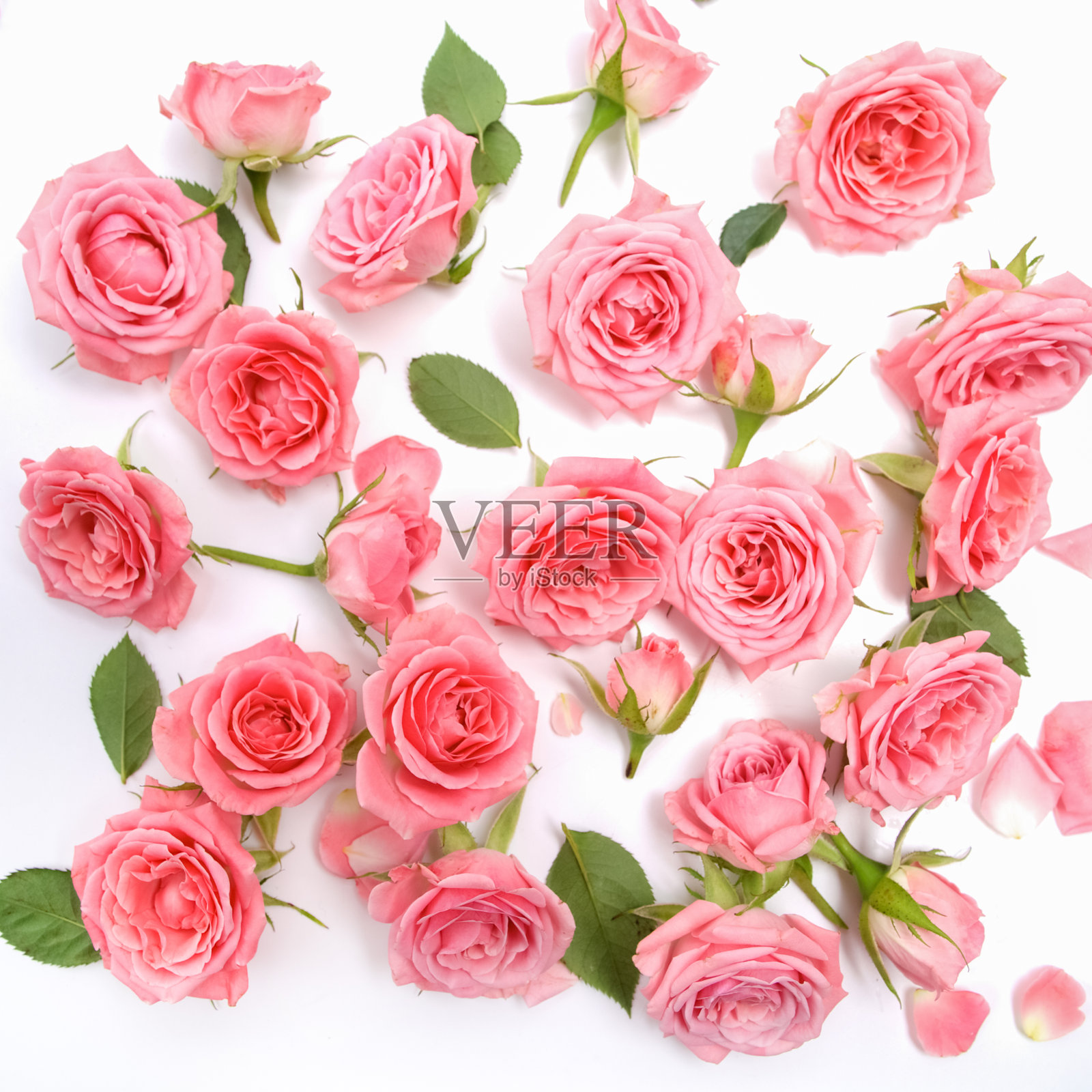 以粉红色玫瑰、绿叶、树枝为背景的花型图案。平躺,俯视图。花卉图案。照片摄影图片