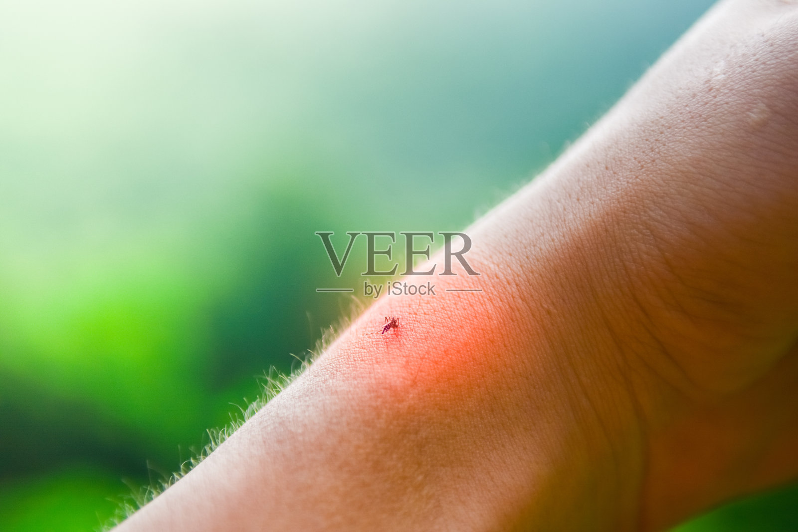 蚊子从人手上吸血的特写。照片摄影图片