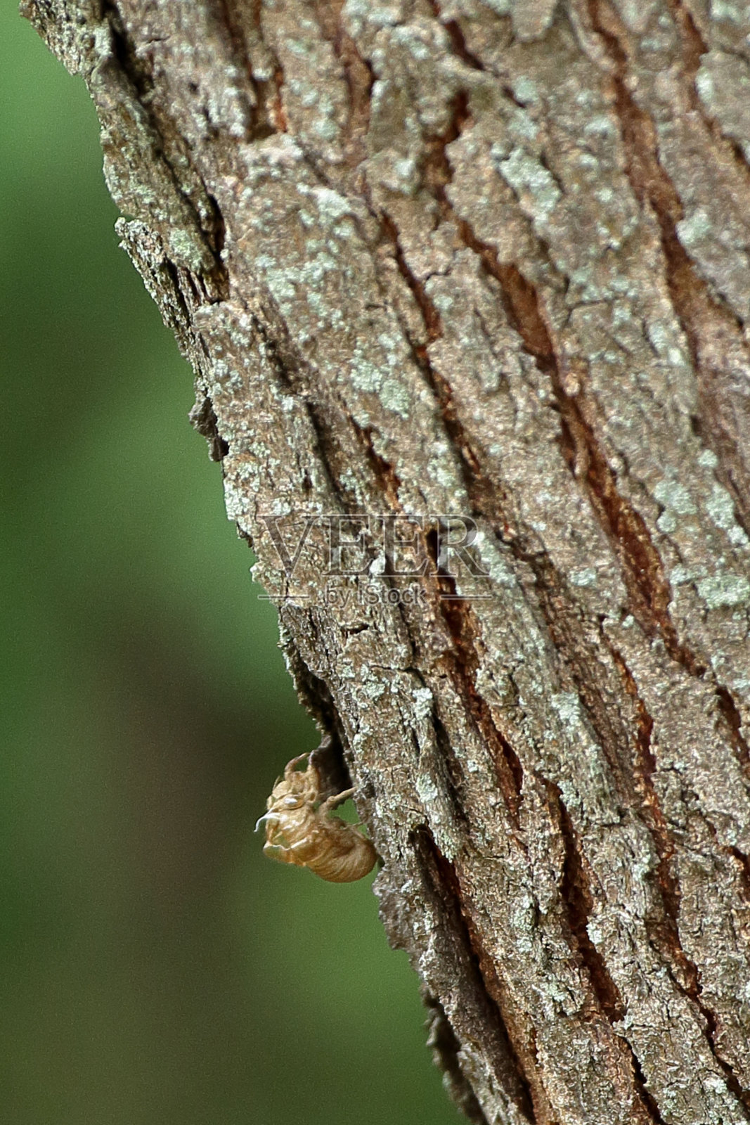 一年生蝉壳在刺槐树上照片摄影图片