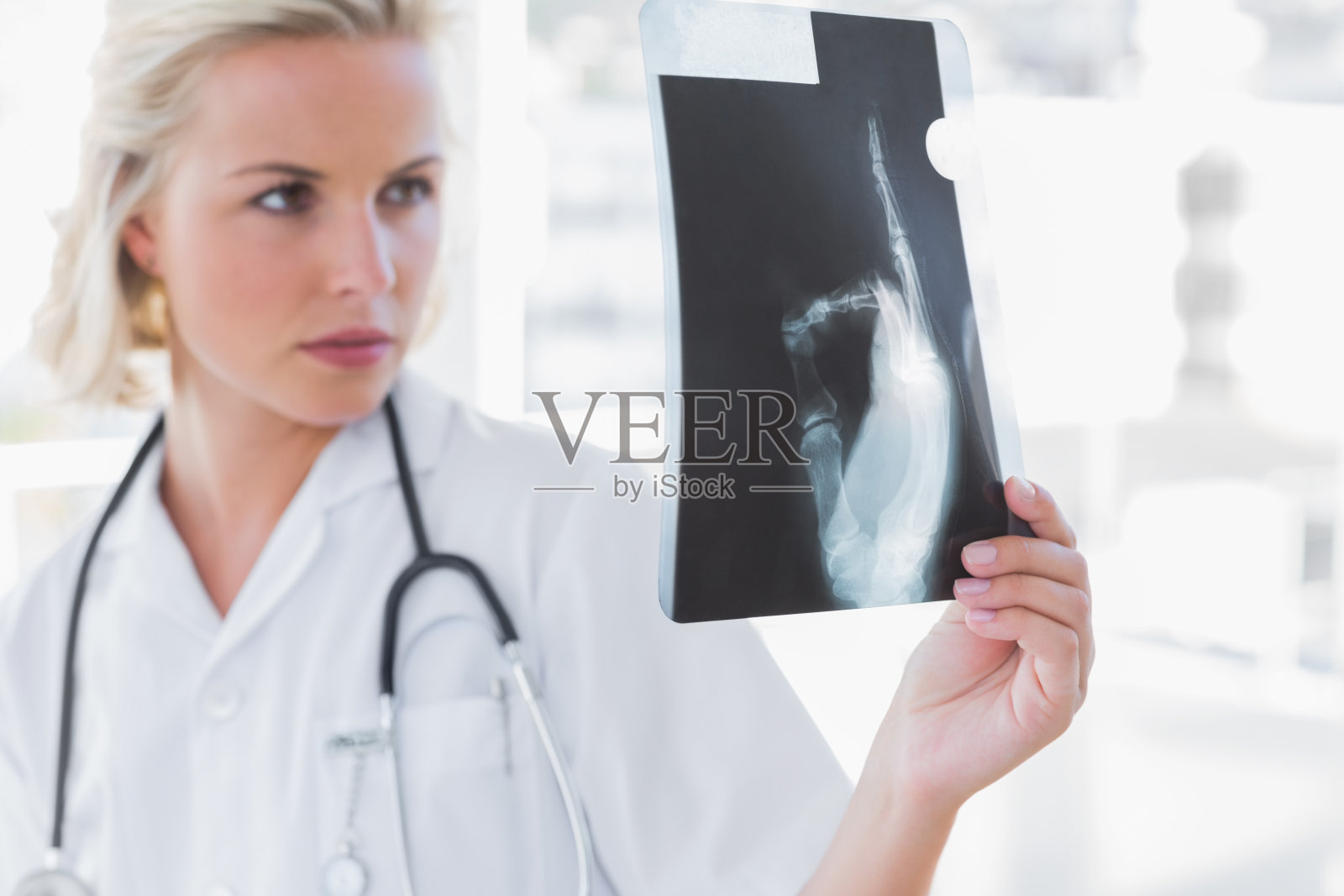 认真的护士正在检查放射照片照片摄影图片